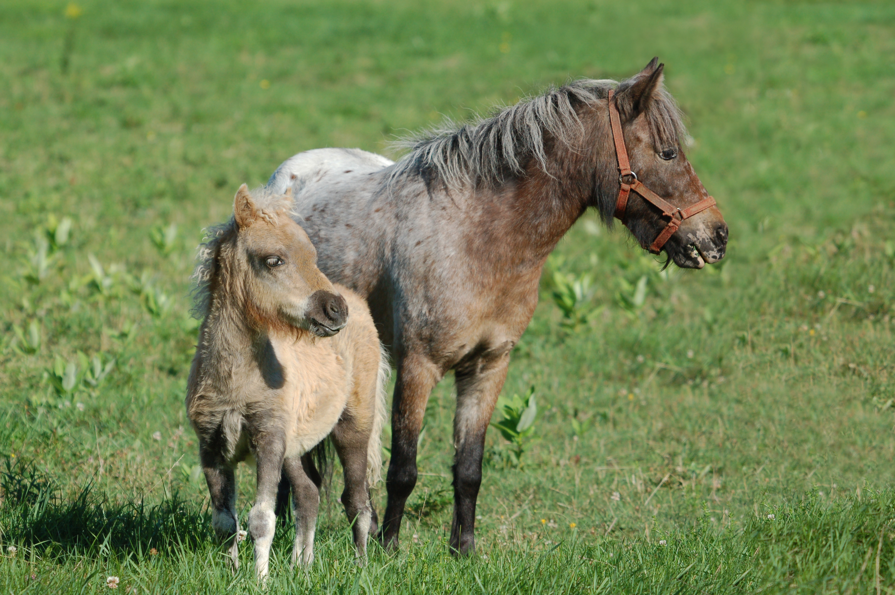 PCデスクトップに動物, 馬画像を無料でダウンロード