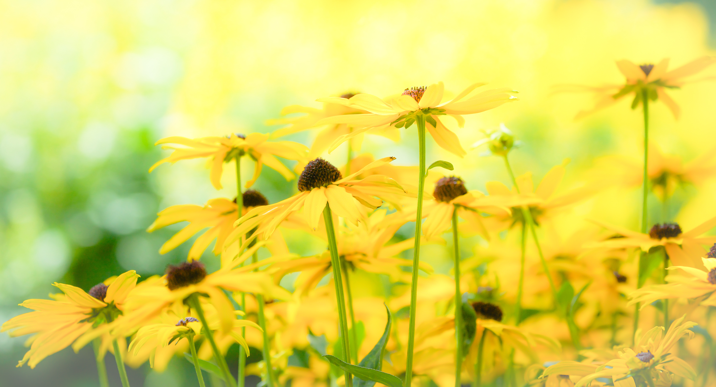 Download mobile wallpaper Nature, Flowers, Flower, Earth, Bokeh, Yellow Flower, Black Eyed Susan for free.