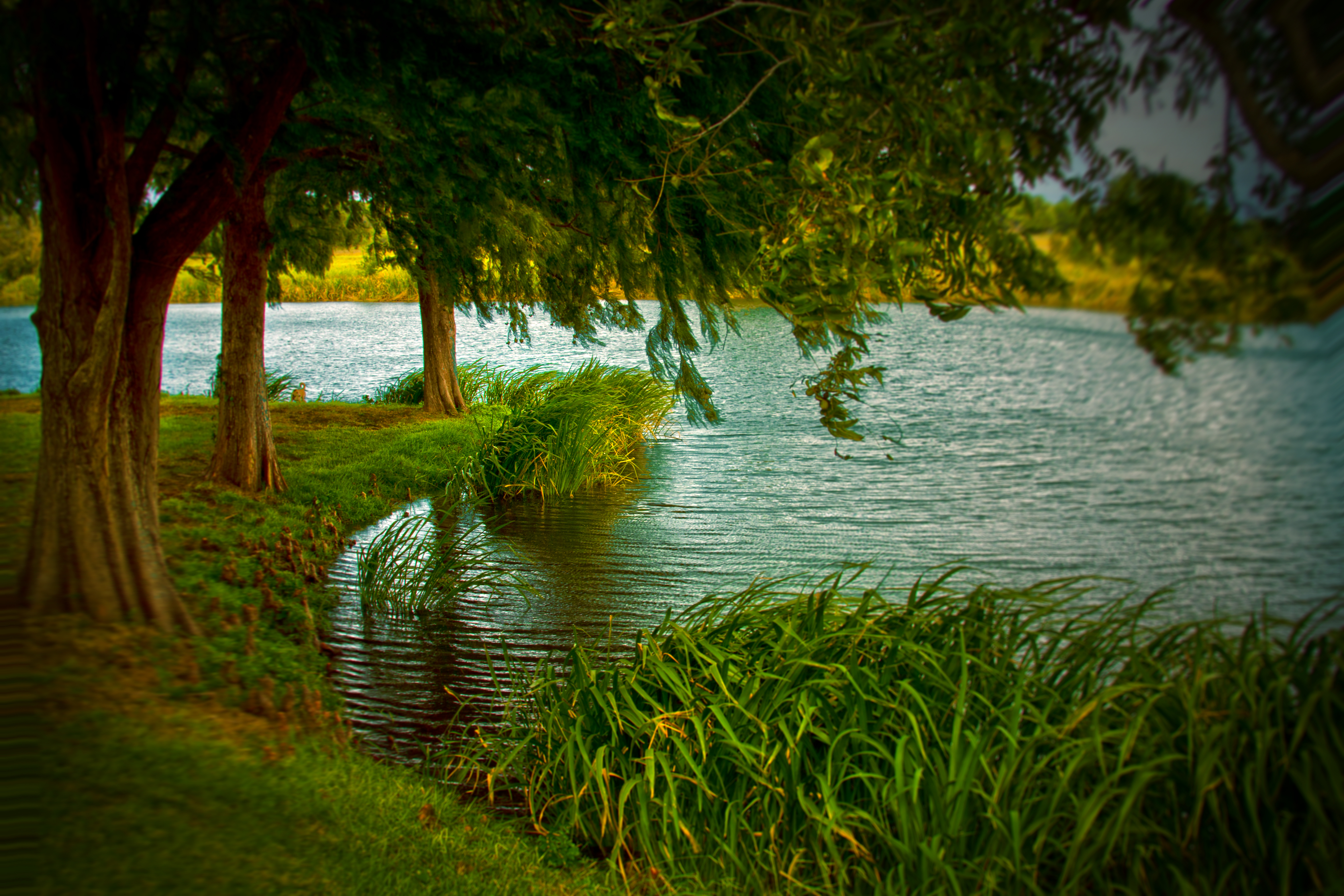 Free download wallpaper Grass, Lakes, Lake, Park, Tree, Earth, Pond, Spring on your PC desktop