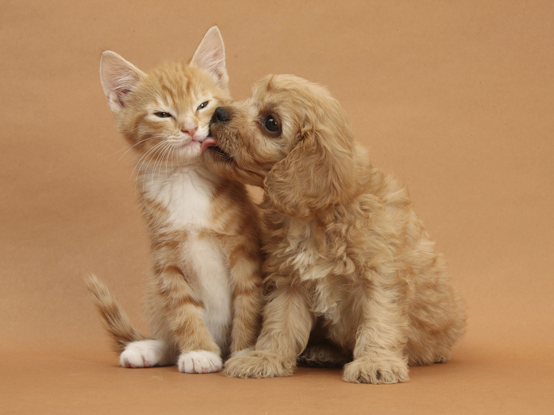 Téléchargez gratuitement l'image Animaux, Chat, Chien, Mignon sur le bureau de votre PC