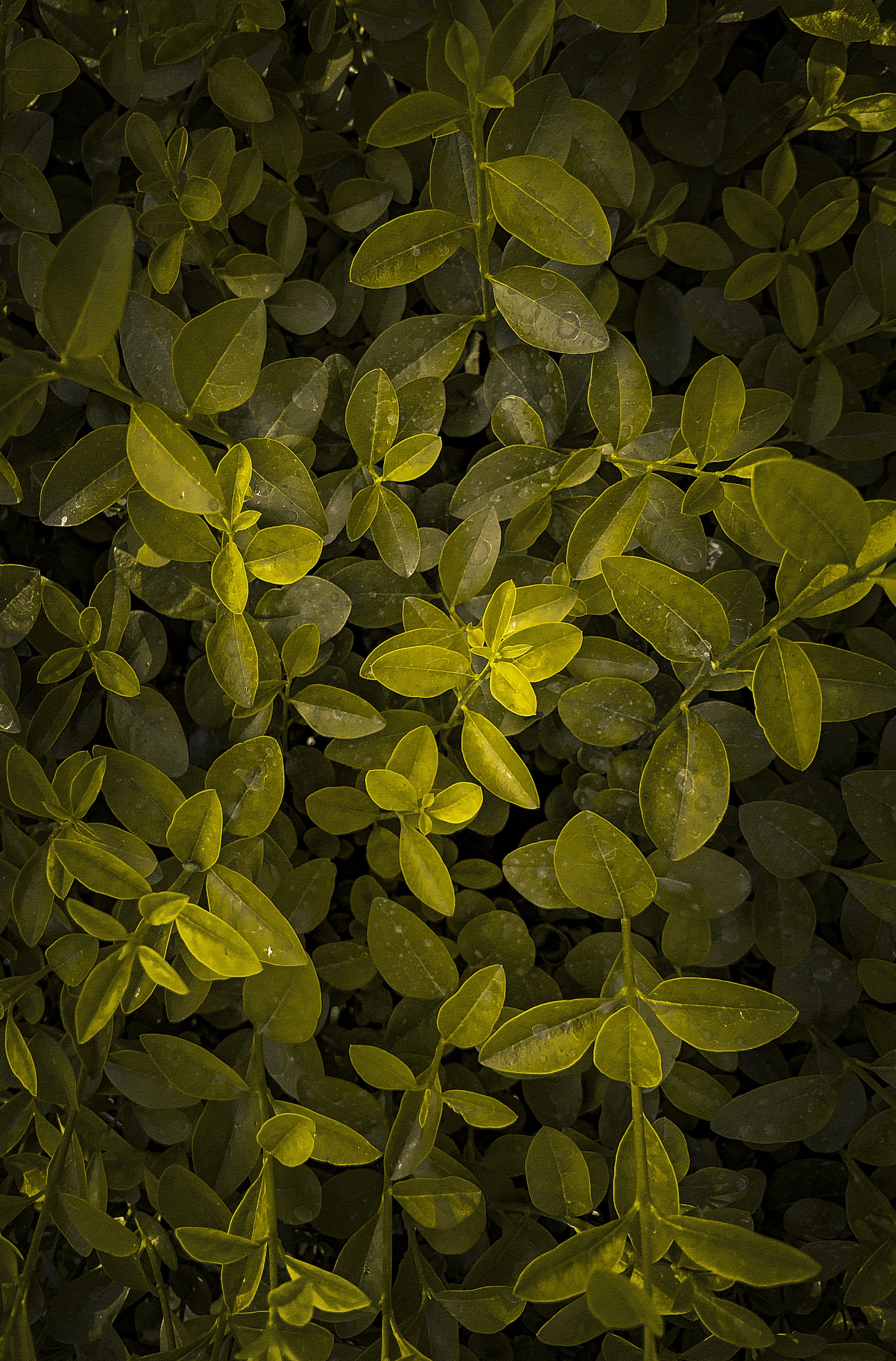 Laden Sie das Blätter, Pflanze, Makro, Geäst, Zweige-Bild kostenlos auf Ihren PC-Desktop herunter