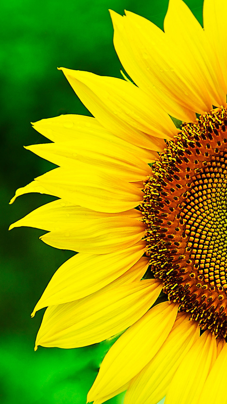 Handy-Wallpaper Blumen, Sonnenblume, Erde/natur kostenlos herunterladen.