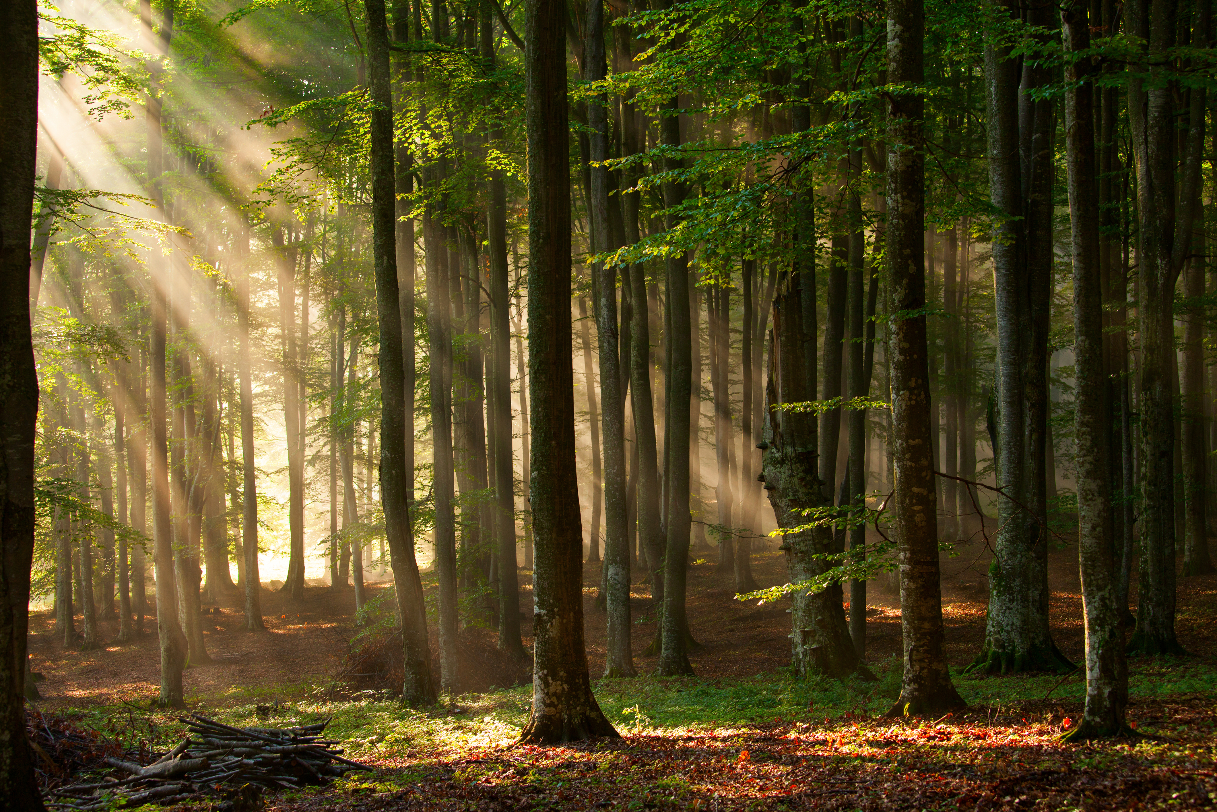 Descarga gratis la imagen Naturaleza, Bosque, Rayo De Sol, Tierra/naturaleza en el escritorio de tu PC