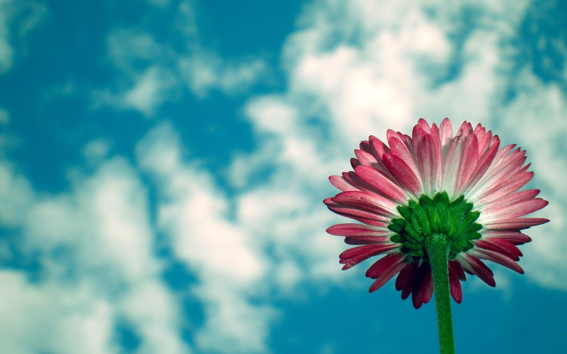 Téléchargez gratuitement l'image Fleur, Terre/nature sur le bureau de votre PC