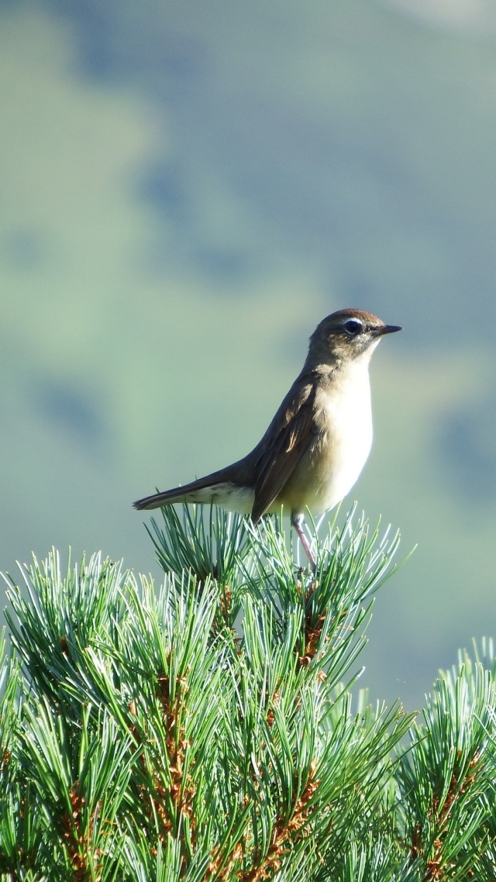 Téléchargez des papiers peints mobile Animaux, Oiseau, Des Oiseaux gratuitement.