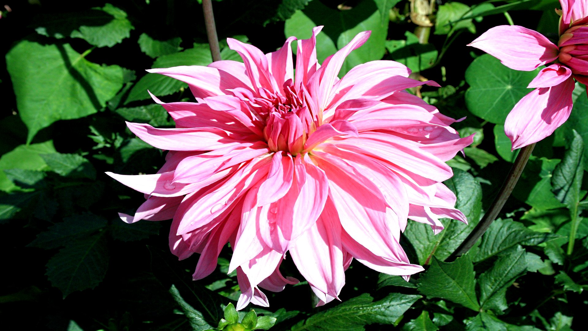 Baixe gratuitamente a imagem Flores, Flor, Terra/natureza na área de trabalho do seu PC