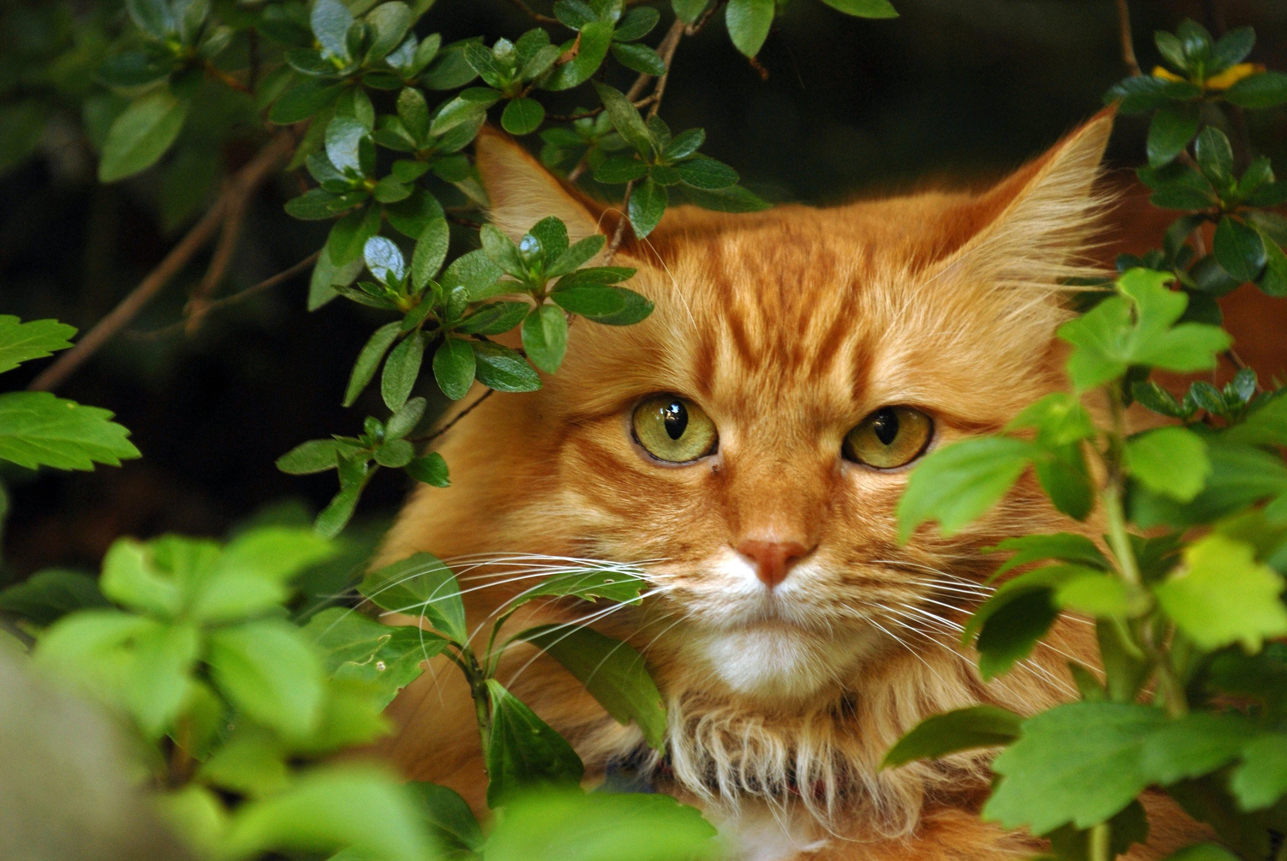 Baixe gratuitamente a imagem Gato, Gatos, Animais na área de trabalho do seu PC