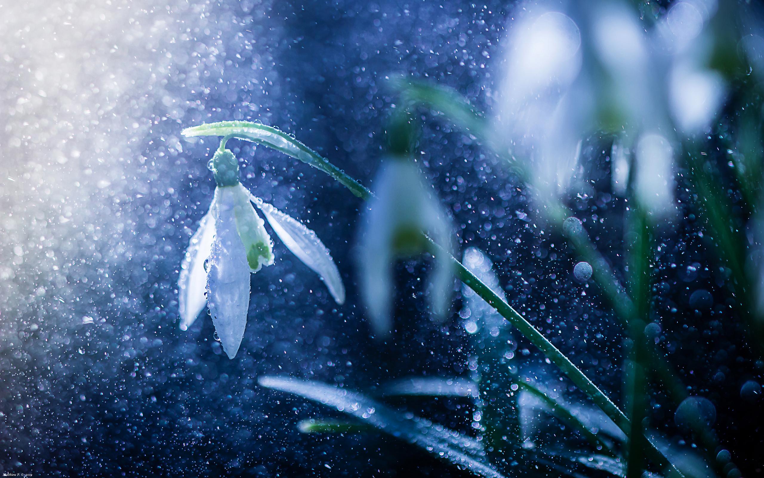 Download mobile wallpaper Flowers, Rain, Earth, Snowdrop for free.