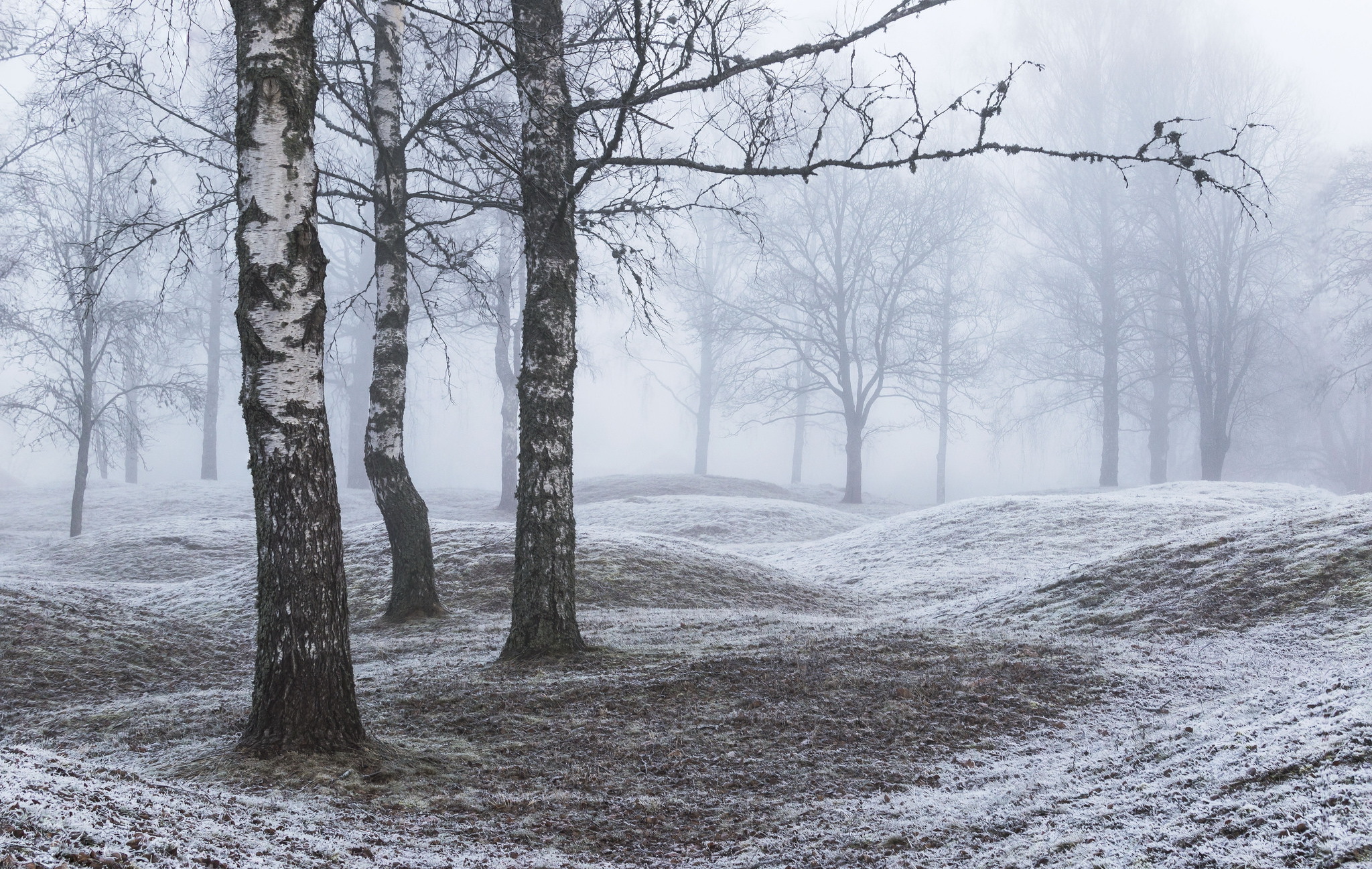 Download mobile wallpaper Winter, Nature, Park, Tree, Fog, Earth for free.