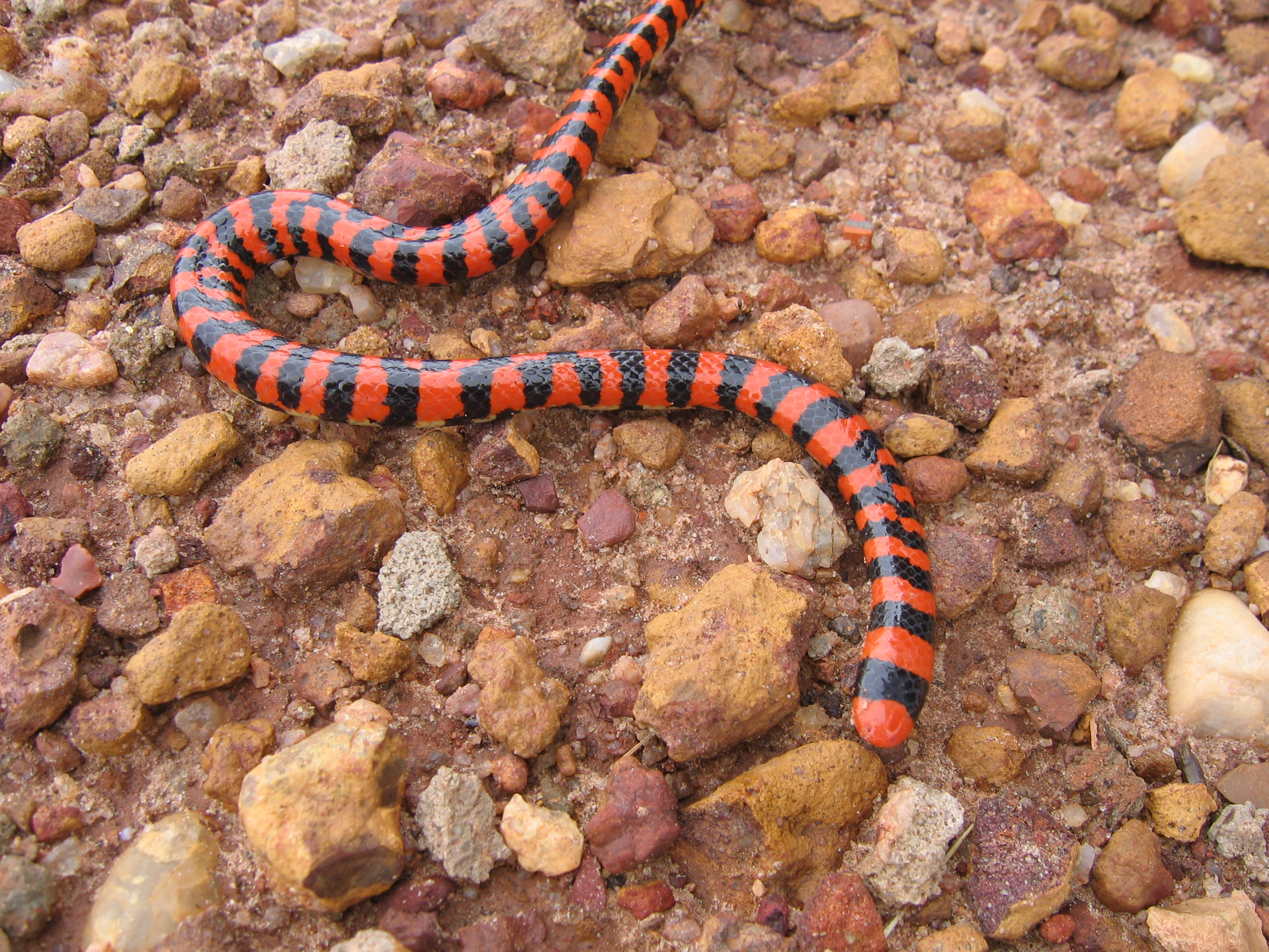 Melhores papéis de parede de Cobra Coral Falsa para tela do telefone