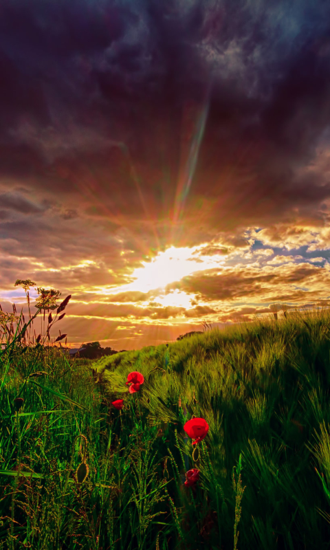 Download mobile wallpaper Nature, Sky, Earth, Field, Cloud, Poppy, Sunbeam, Sunbean for free.