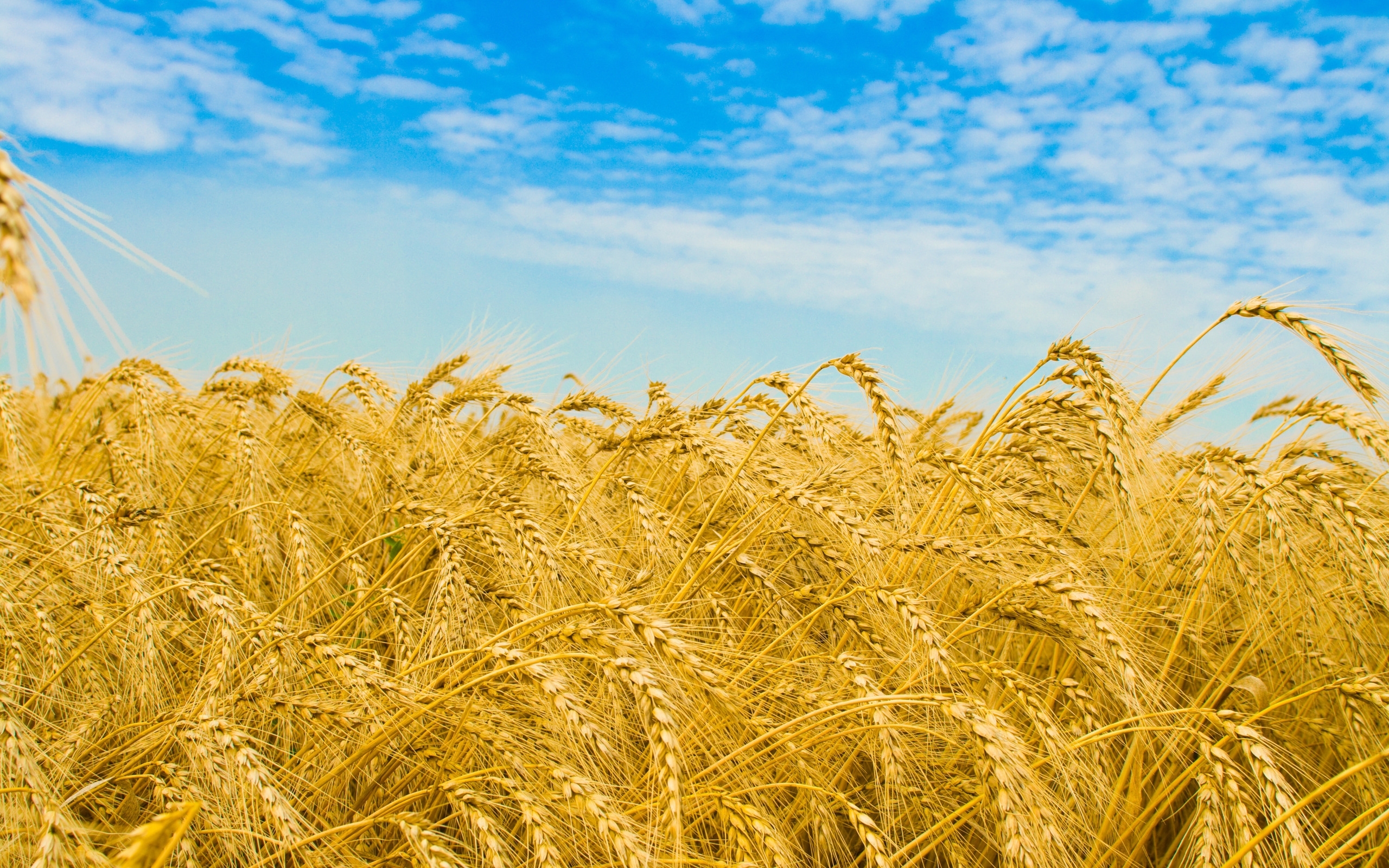 Free download wallpaper Landscape, Wheat, Fields on your PC desktop