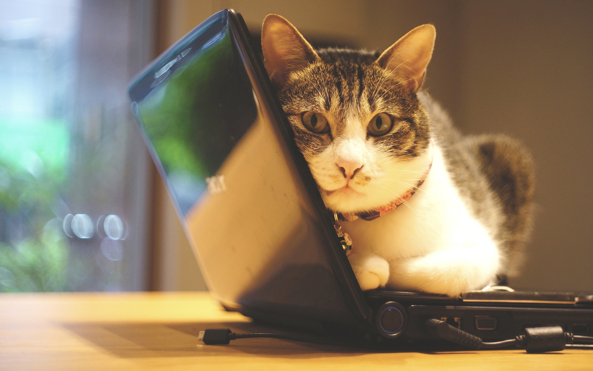 Скачати мобільні шпалери Кішка, Тварина, Коти, Ноутбук безкоштовно.