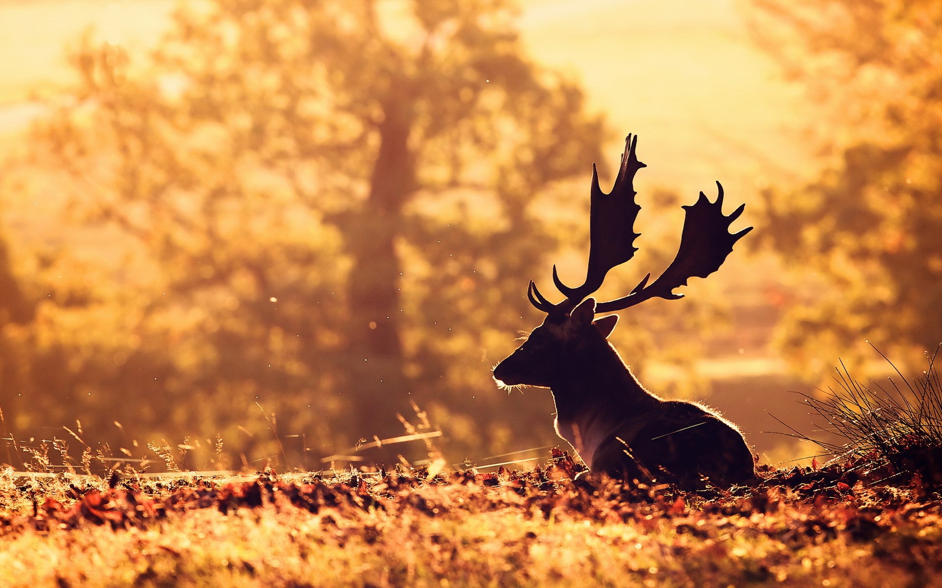 Free download wallpaper Forest, Animal, Deer on your PC desktop