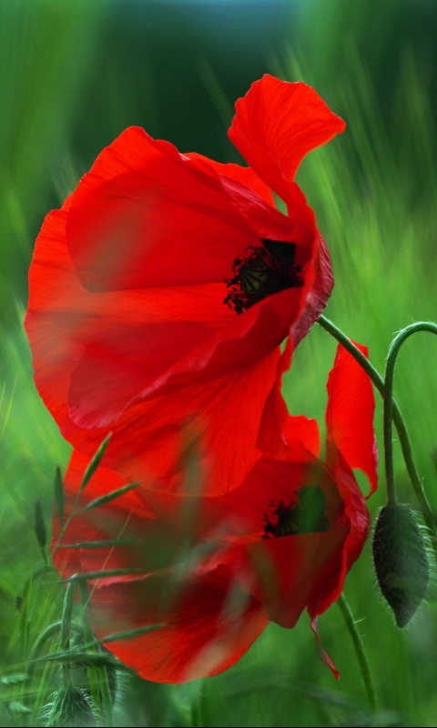 Download mobile wallpaper Poppy, Flowers, Earth for free.