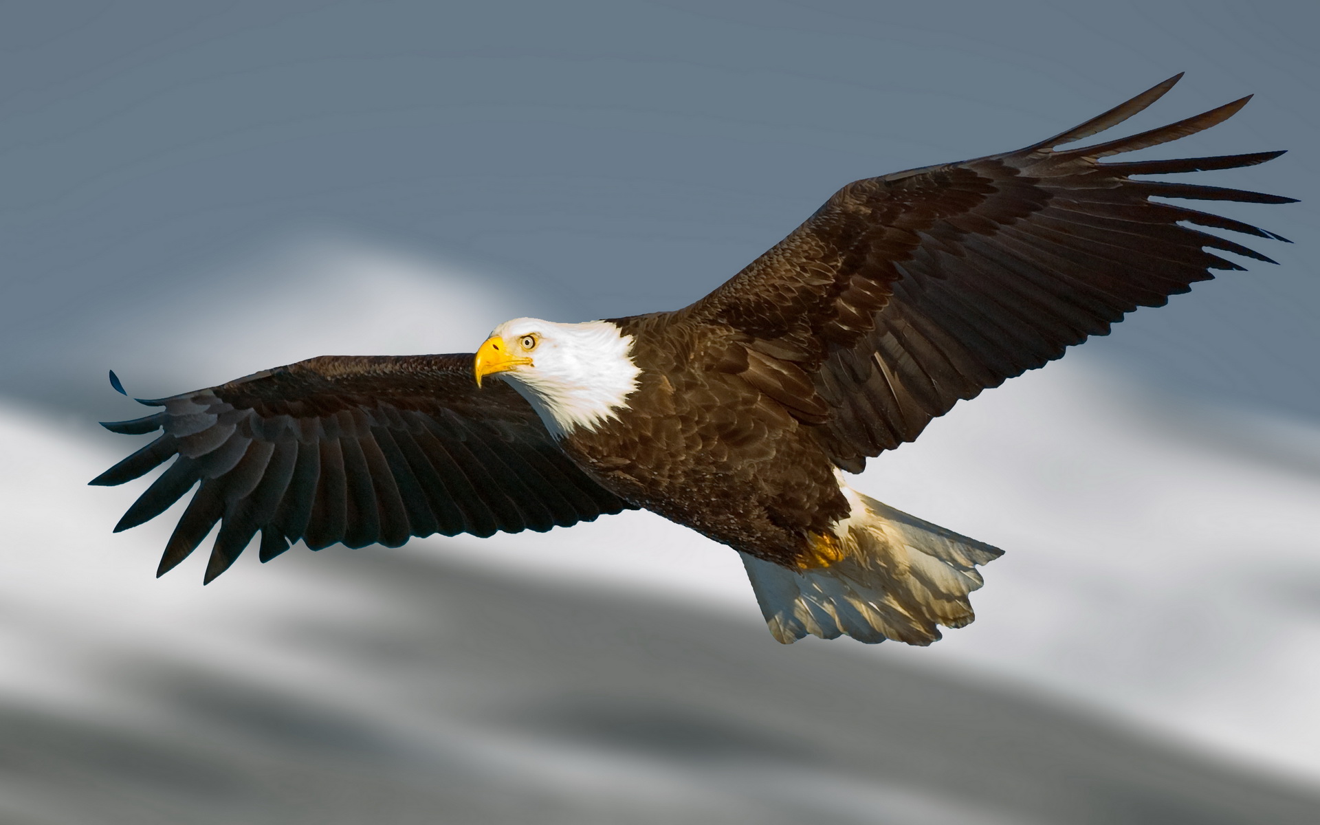310693 descargar fondo de pantalla animales, águila calva, aves: protectores de pantalla e imágenes gratis