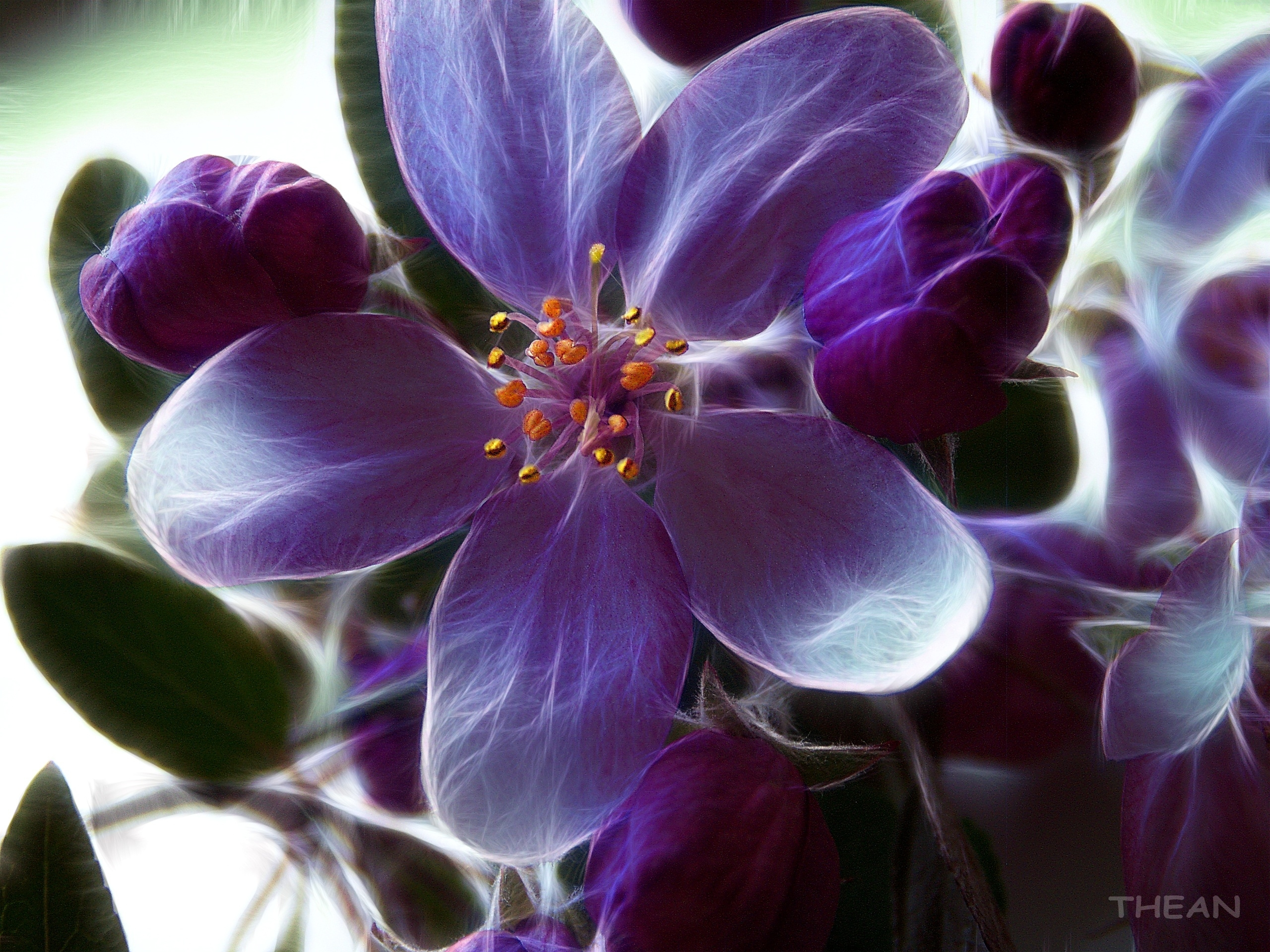 Download mobile wallpaper Flowers, Flower, Artistic, Purple Flower, Cgi for free.