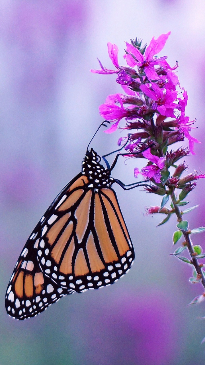 Скачати мобільні шпалери Квітка, Комаха, Метелик, Тварина, Розмиття, Метелик Монарх, Фіолетова Квітка безкоштовно.