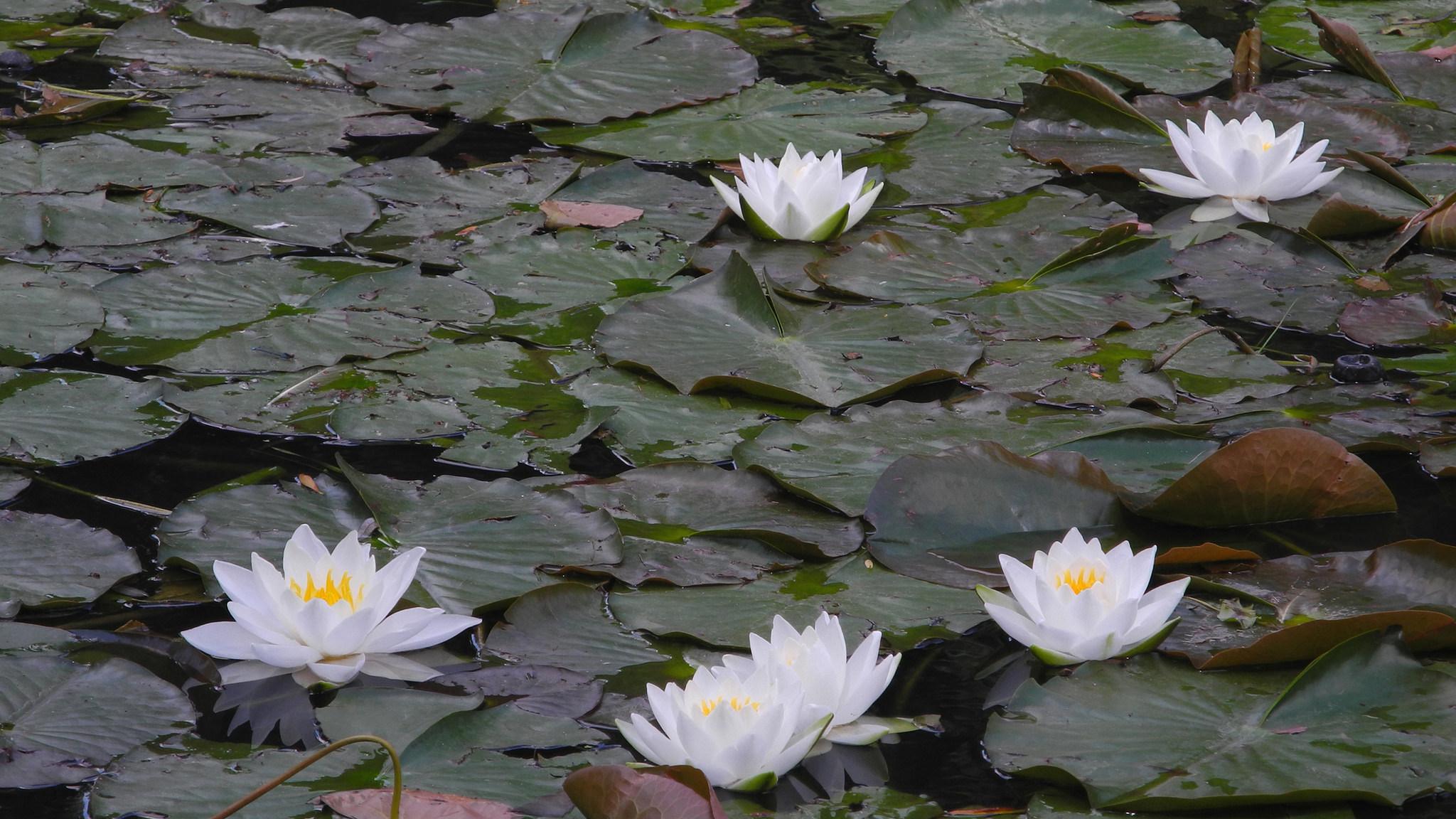 Free download wallpaper Flowers, Water, Flower, Leaf, Earth, Water Lily, White Flower on your PC desktop