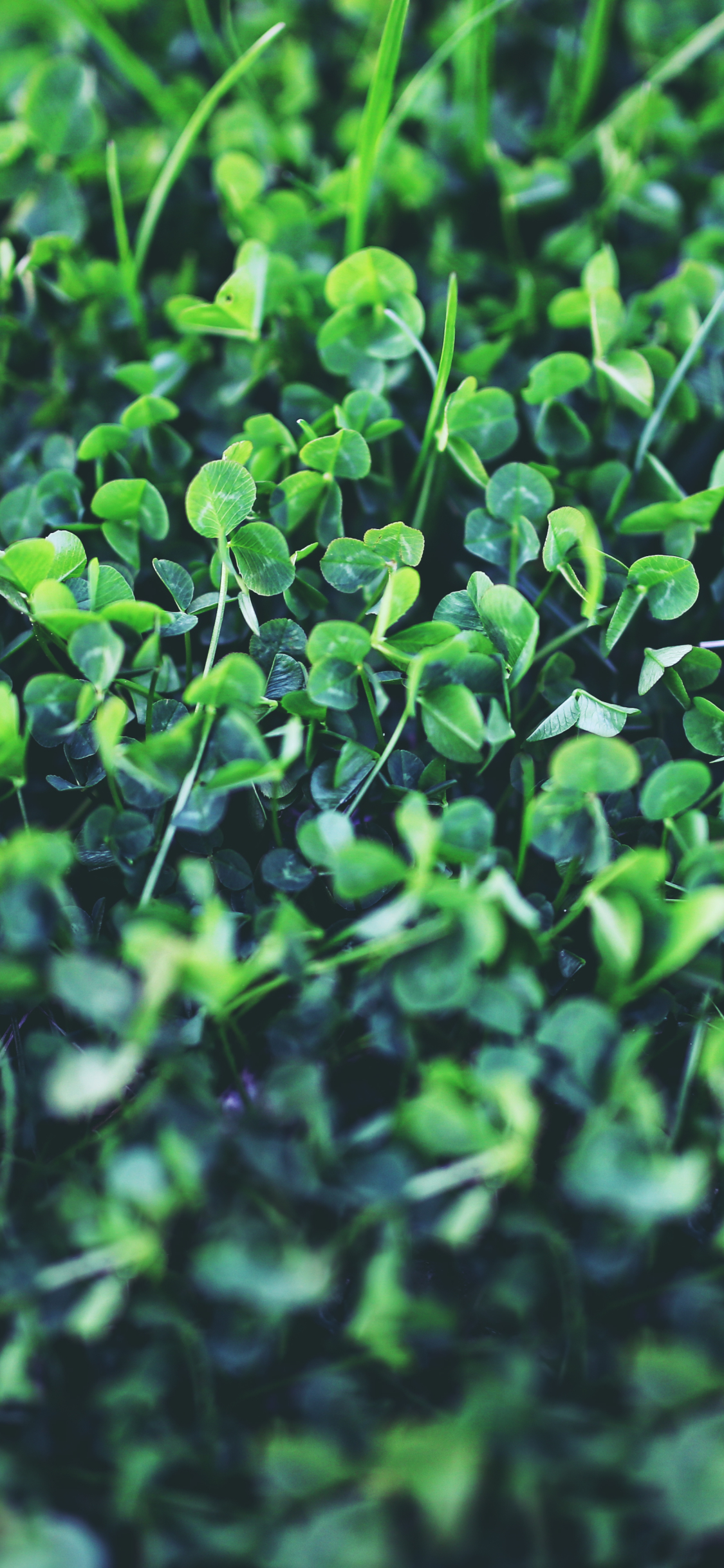 Download mobile wallpaper Clover, Earth for free.