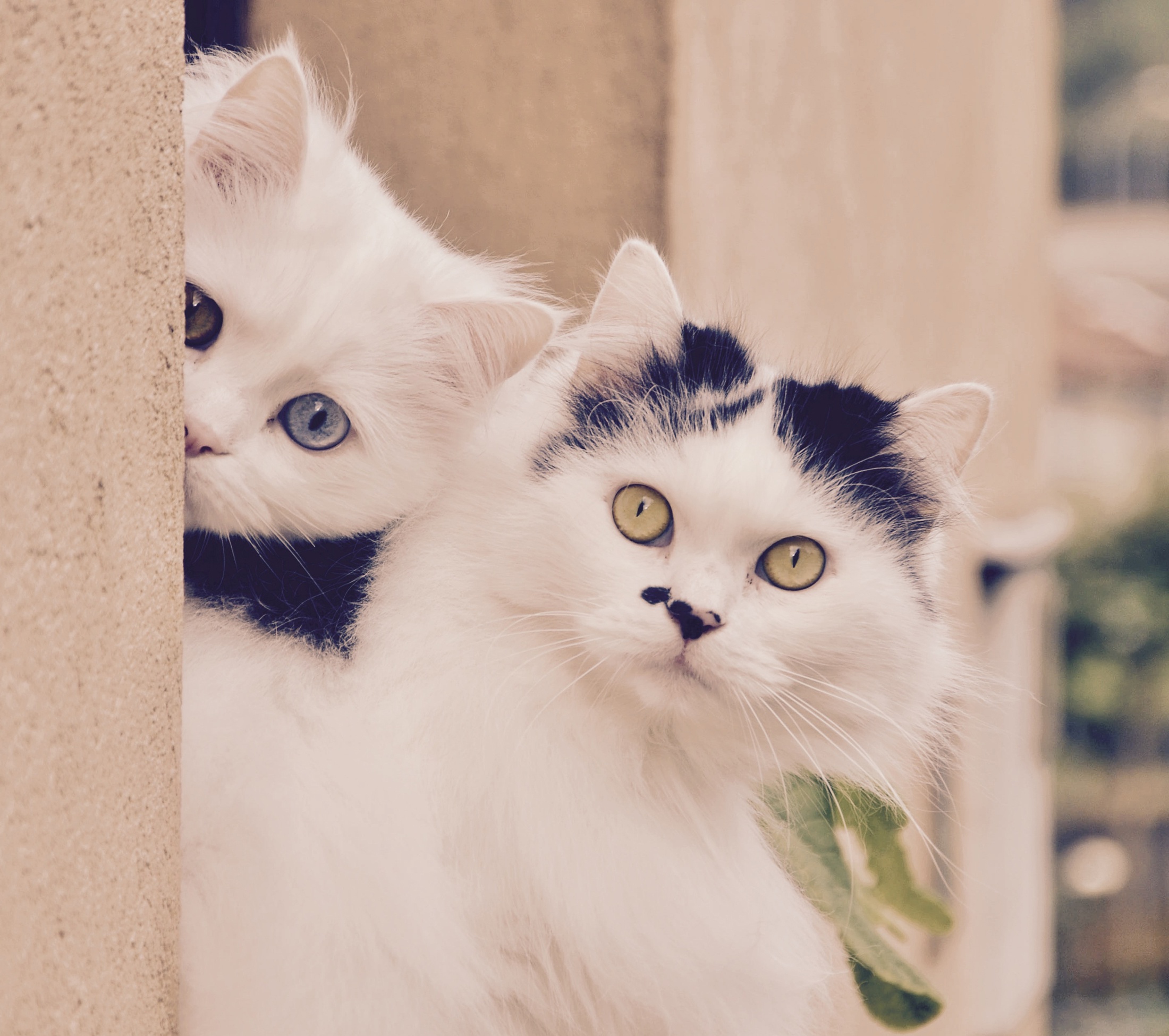 Download mobile wallpaper Cats, Cat, Animal, Stare for free.