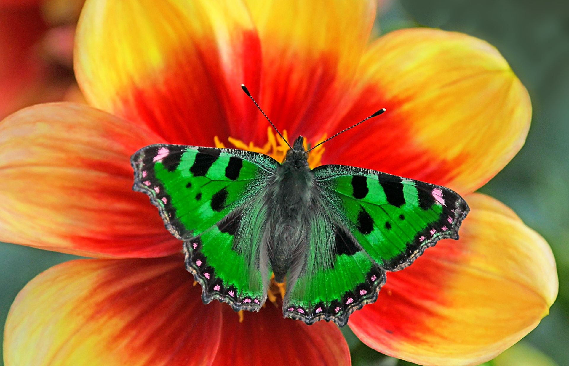 Descarga gratuita de fondo de pantalla para móvil de Animales, Flor, Mariposa.