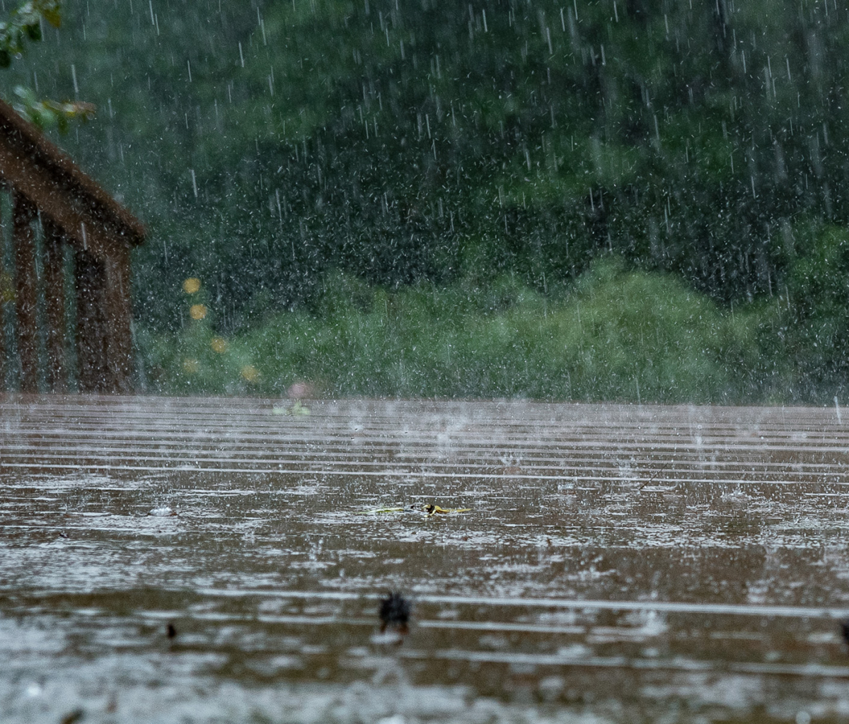 Laden Sie das Wasser, Regen, Makro, Brücke, Fotografie, Wassertropfen-Bild kostenlos auf Ihren PC-Desktop herunter