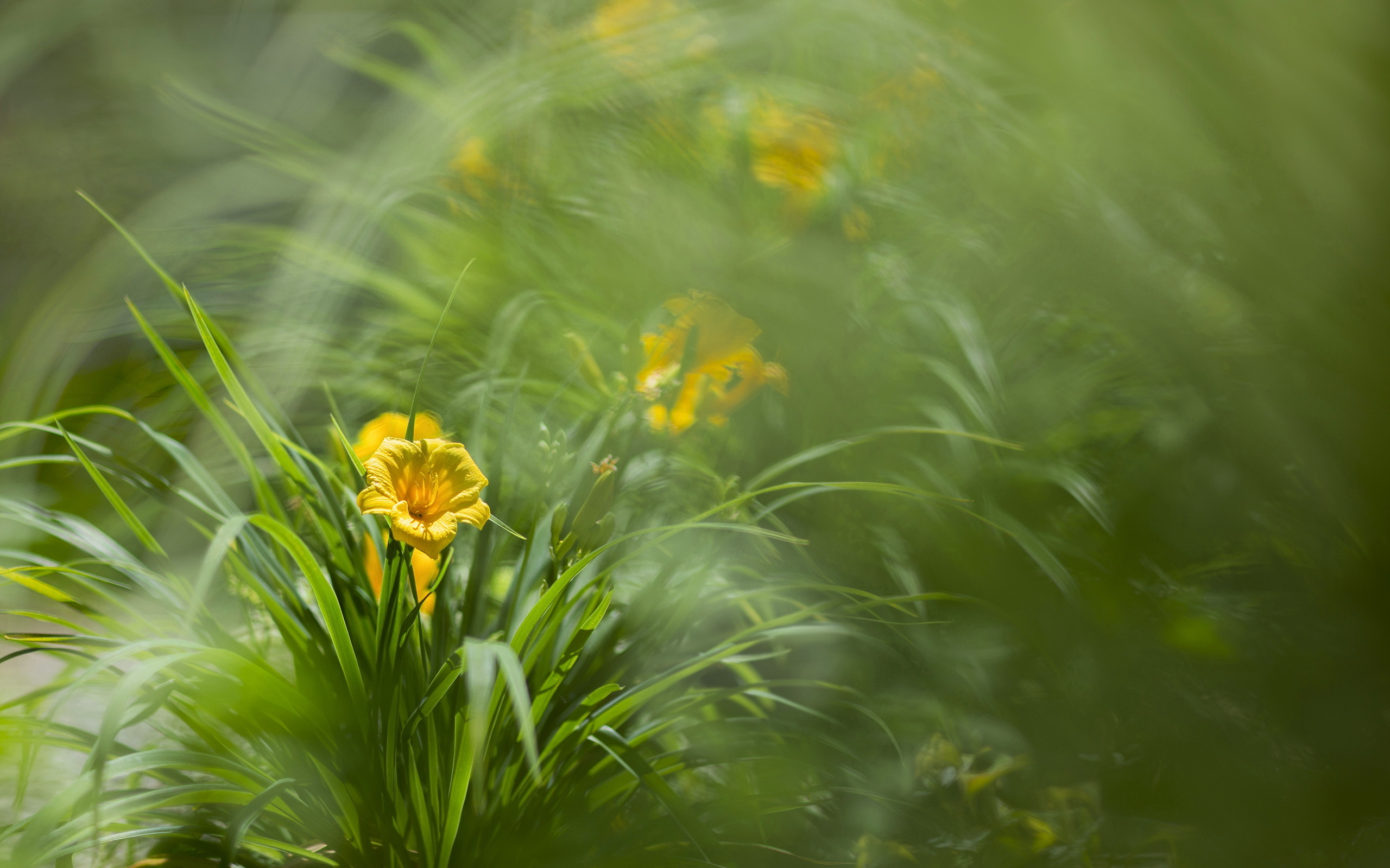 Descarga gratuita de fondo de pantalla para móvil de Flores, Flor, Tierra/naturaleza.