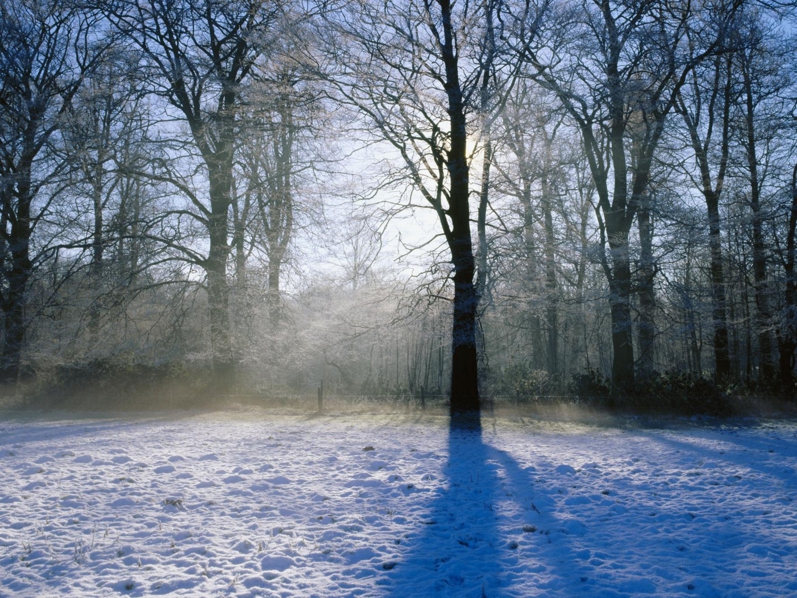 Завантажити шпалери безкоштовно Пейзаж, Зима, Дерева картинка на робочий стіл ПК