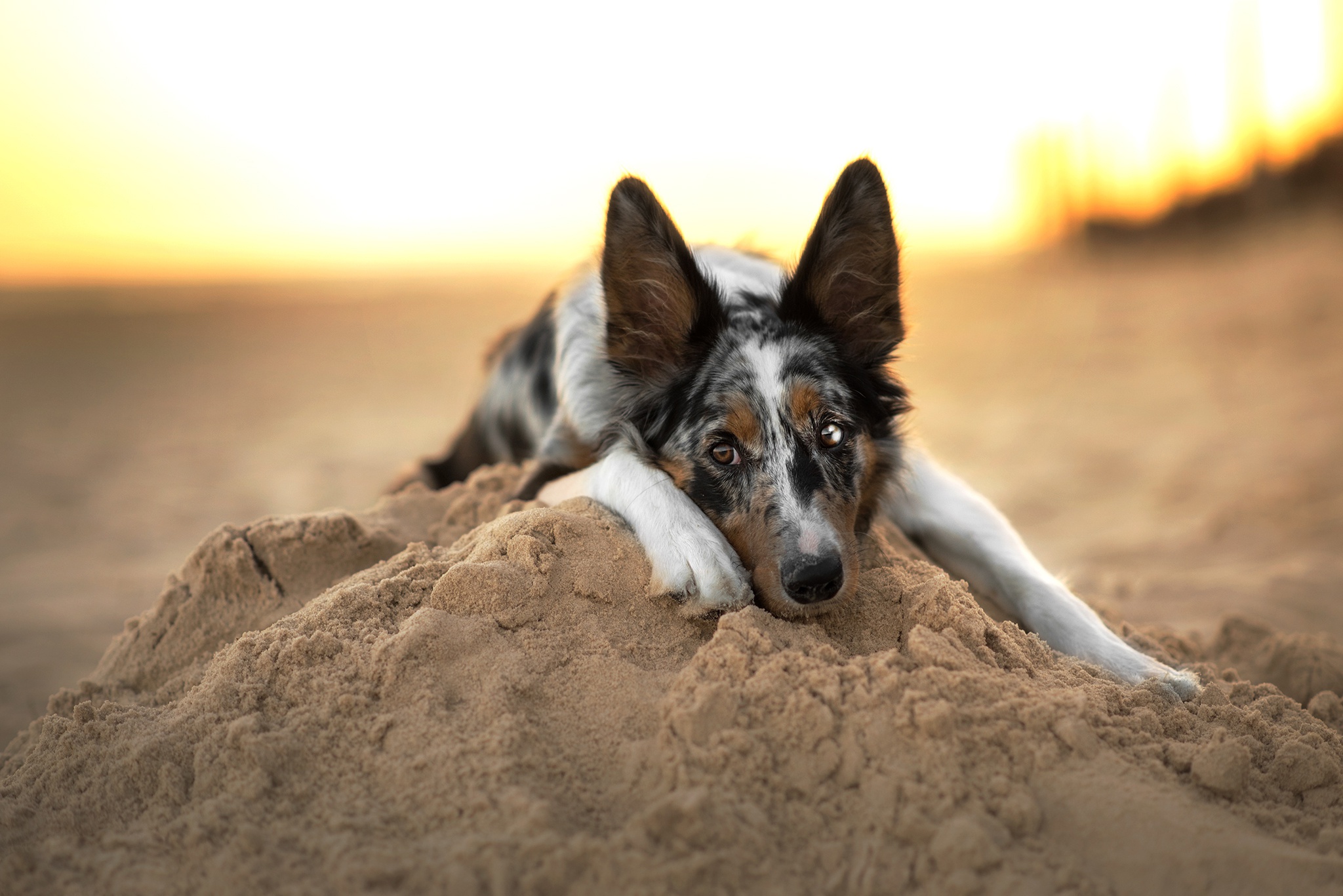 無料モバイル壁紙動物, 犬, ボーダーコリー, 砂をダウンロードします。
