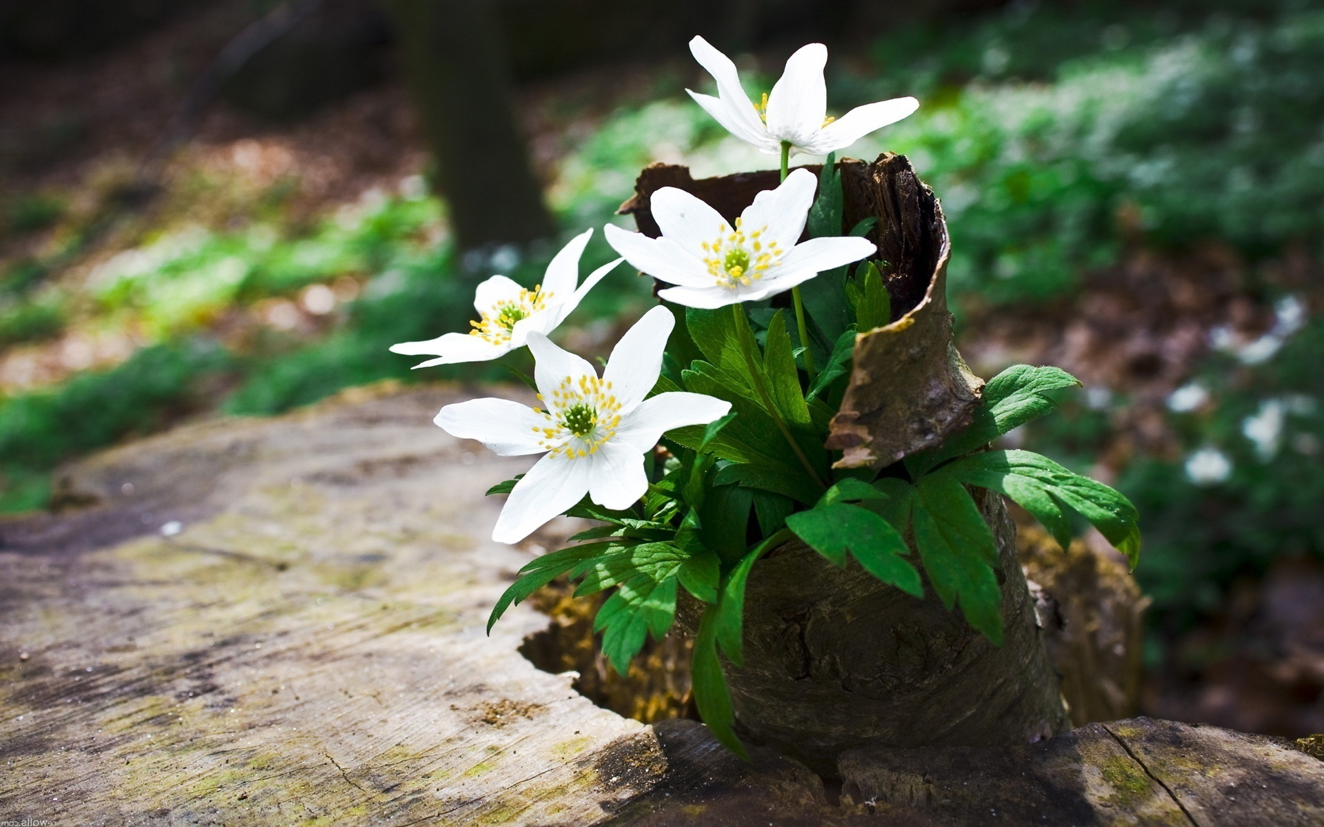 Téléchargez gratuitement l'image Fleurs, Fleur, Terre/nature sur le bureau de votre PC