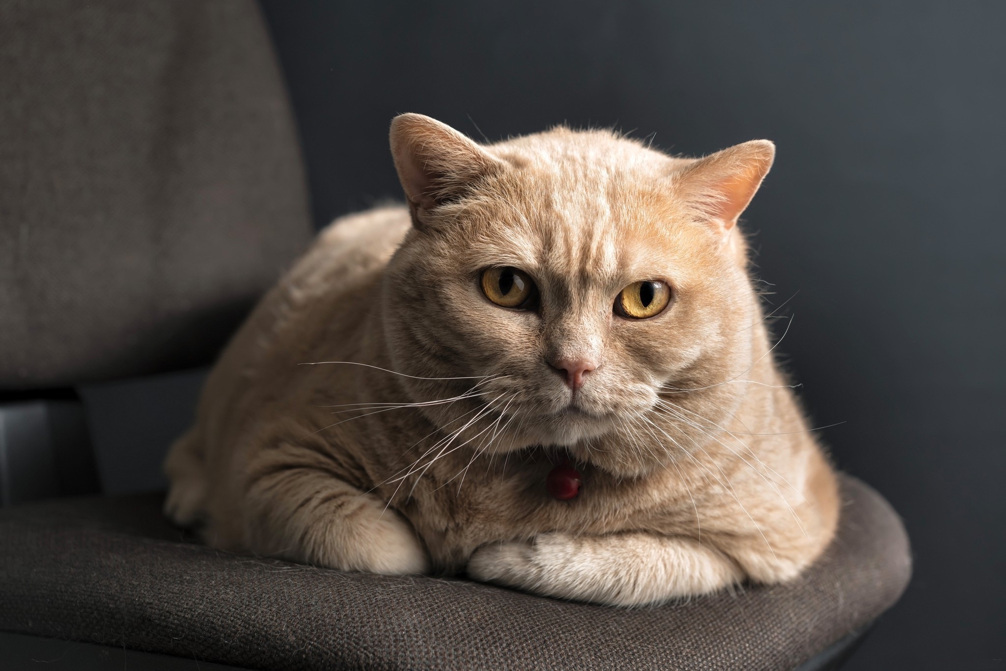 Téléchargez gratuitement l'image Animaux, Chats, Chat sur le bureau de votre PC