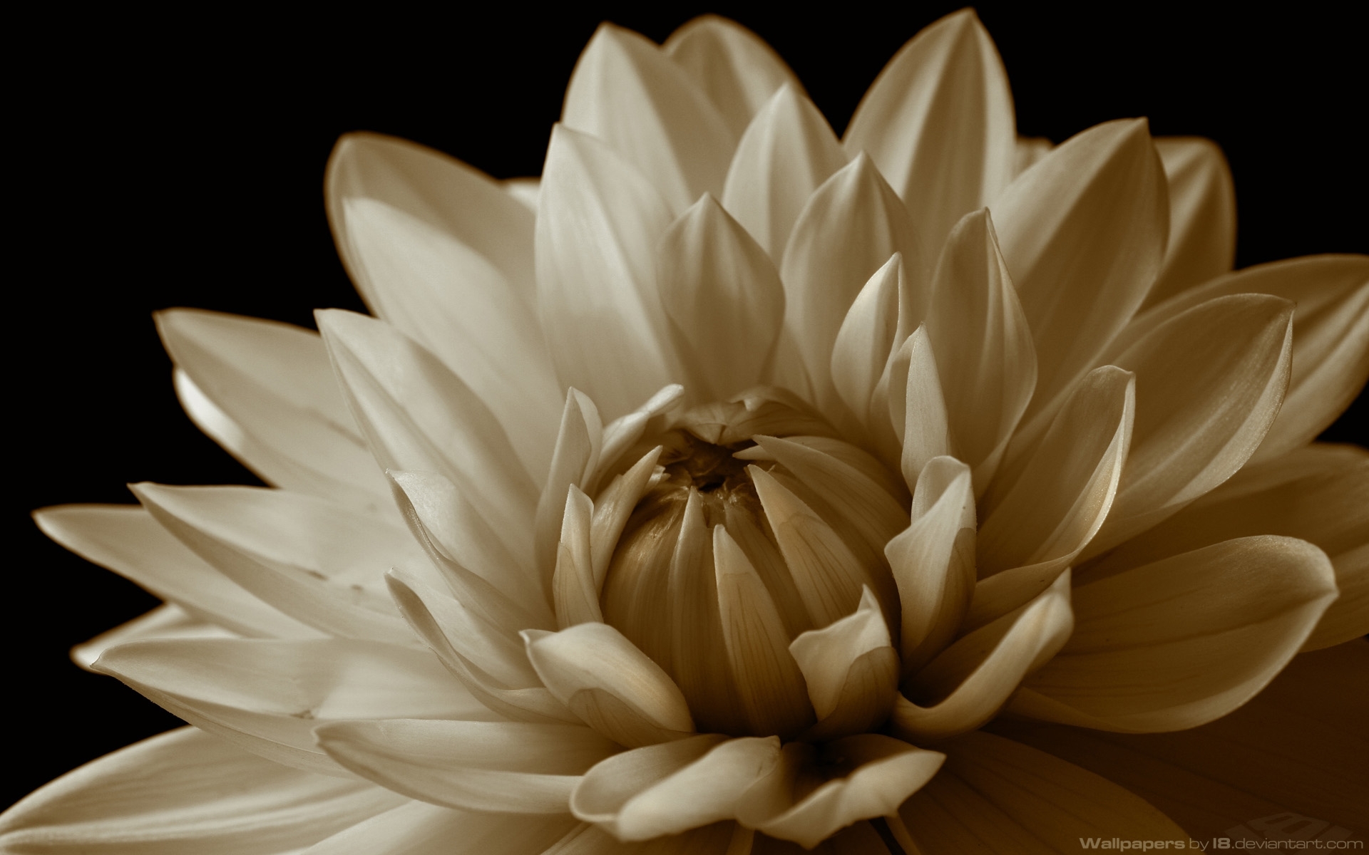 Laden Sie das Pflanzen, Chrysantheme, Blumen-Bild kostenlos auf Ihren PC-Desktop herunter