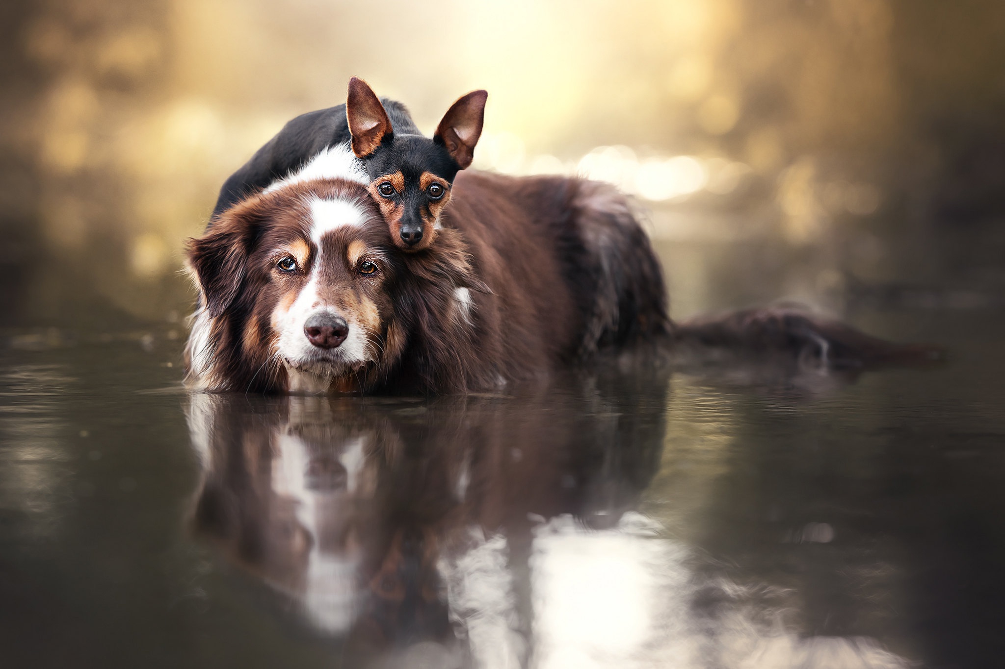 Download mobile wallpaper Dogs, Water, Dog, Animal, Border Collie, Miniature Pinscher for free.