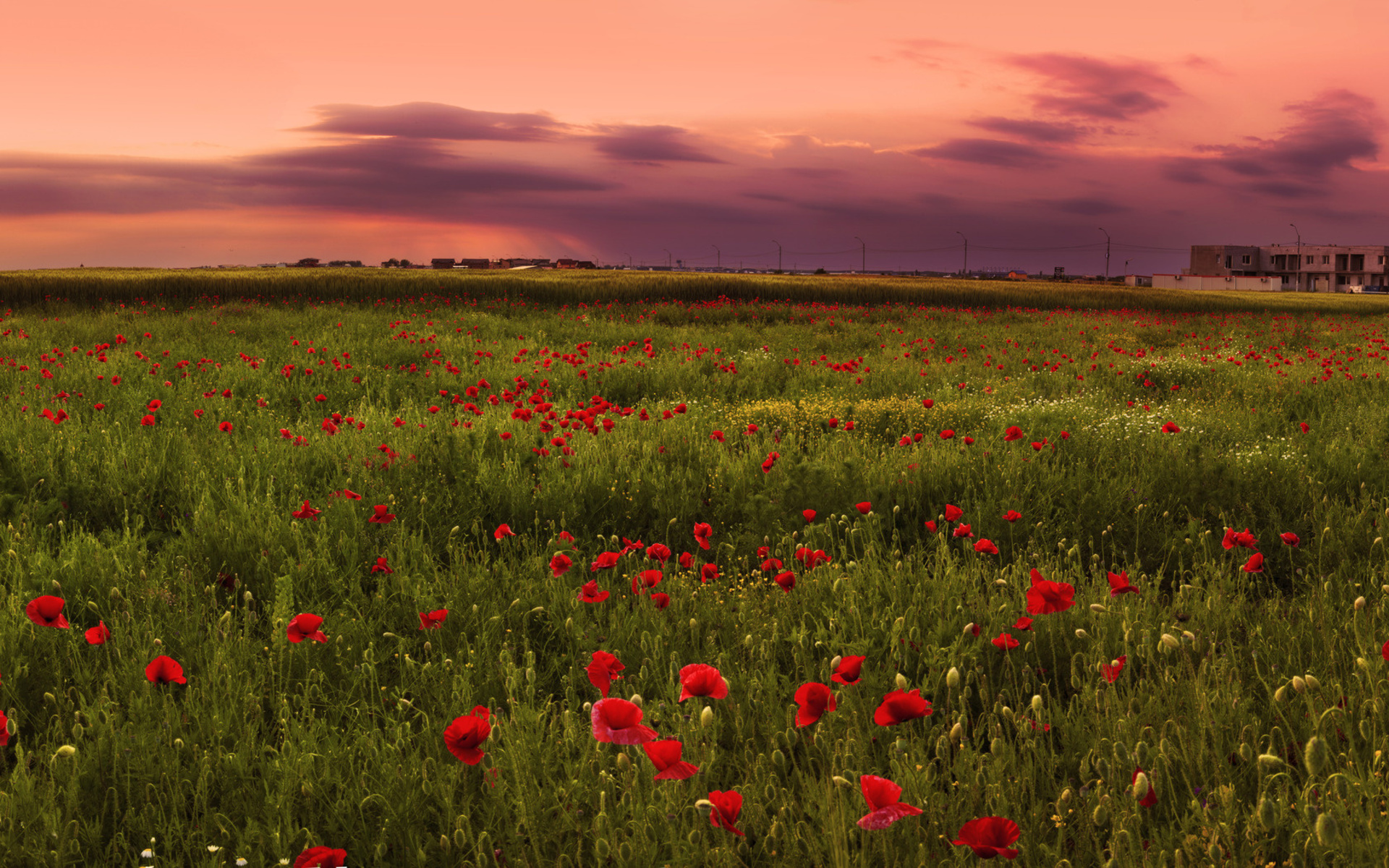 Download mobile wallpaper Poppy, Flowers, Flower, Earth for free.