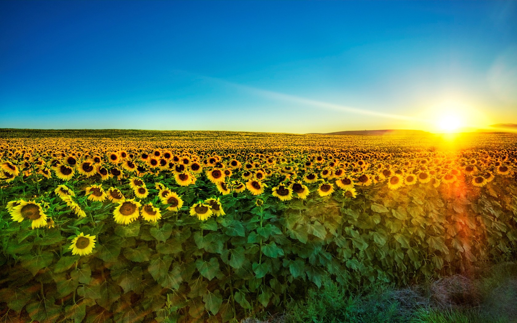fields, landscape, sunflowers