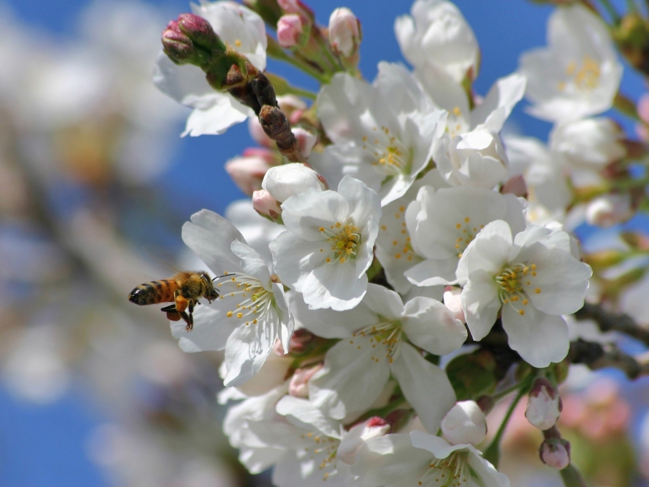Скачать картинку Пчелы, Цветы, Растения, Насекомые в телефон бесплатно.