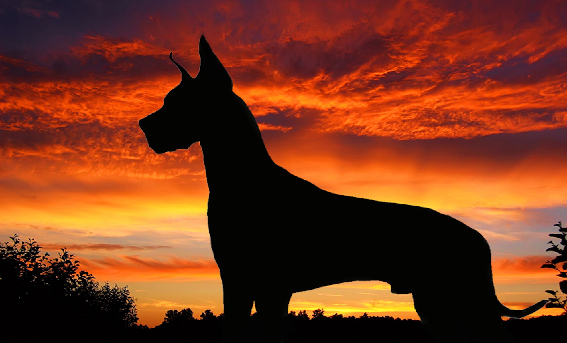animal, great dane, dog, silhouette, sunset