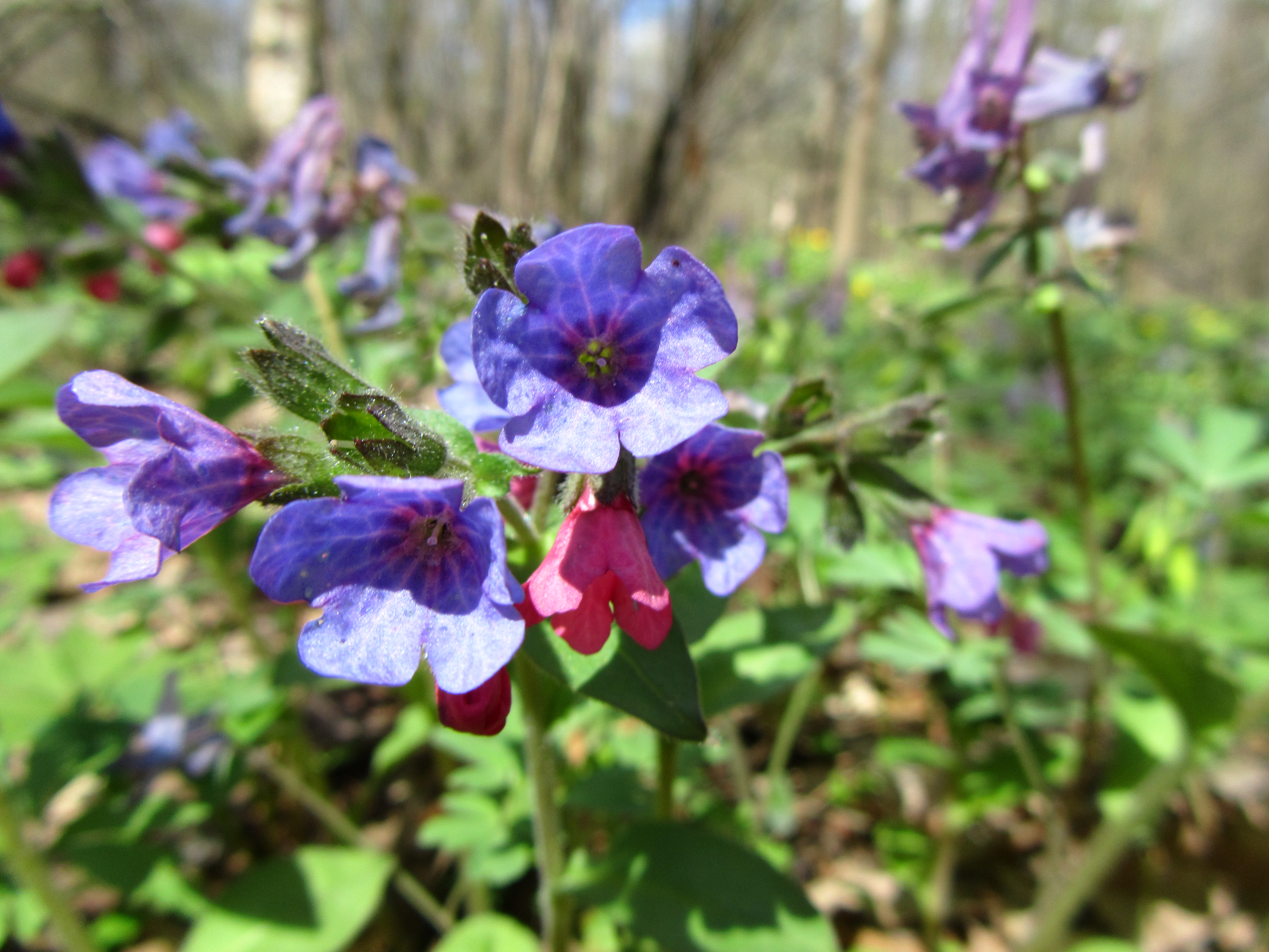 Descarga gratis la imagen Flor, Tierra/naturaleza en el escritorio de tu PC