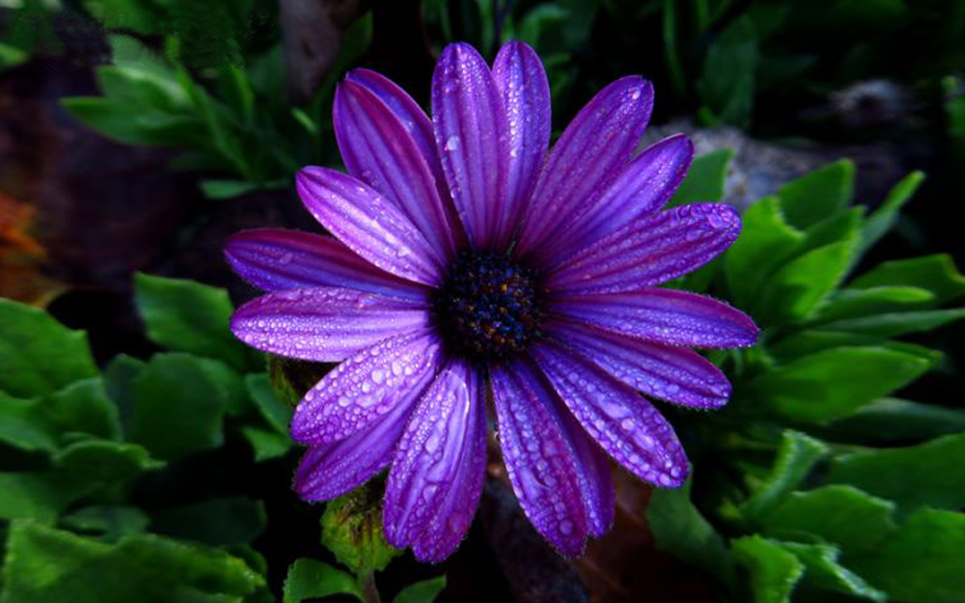 PCデスクトップに花, 地球, デイジー, 紫色の花画像を無料でダウンロード