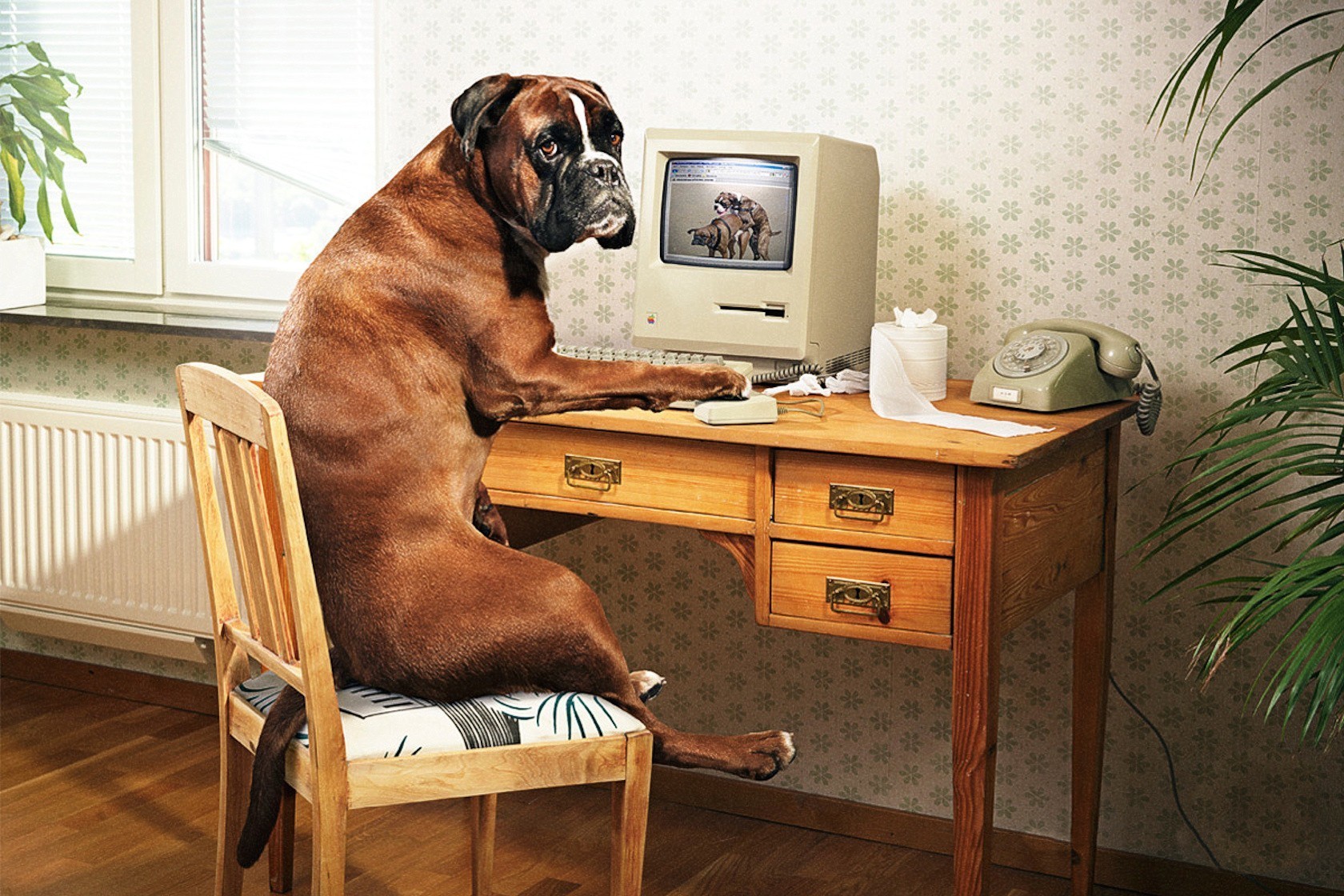Descarga gratis la imagen Divertido, Animales, Perros en el escritorio de tu PC