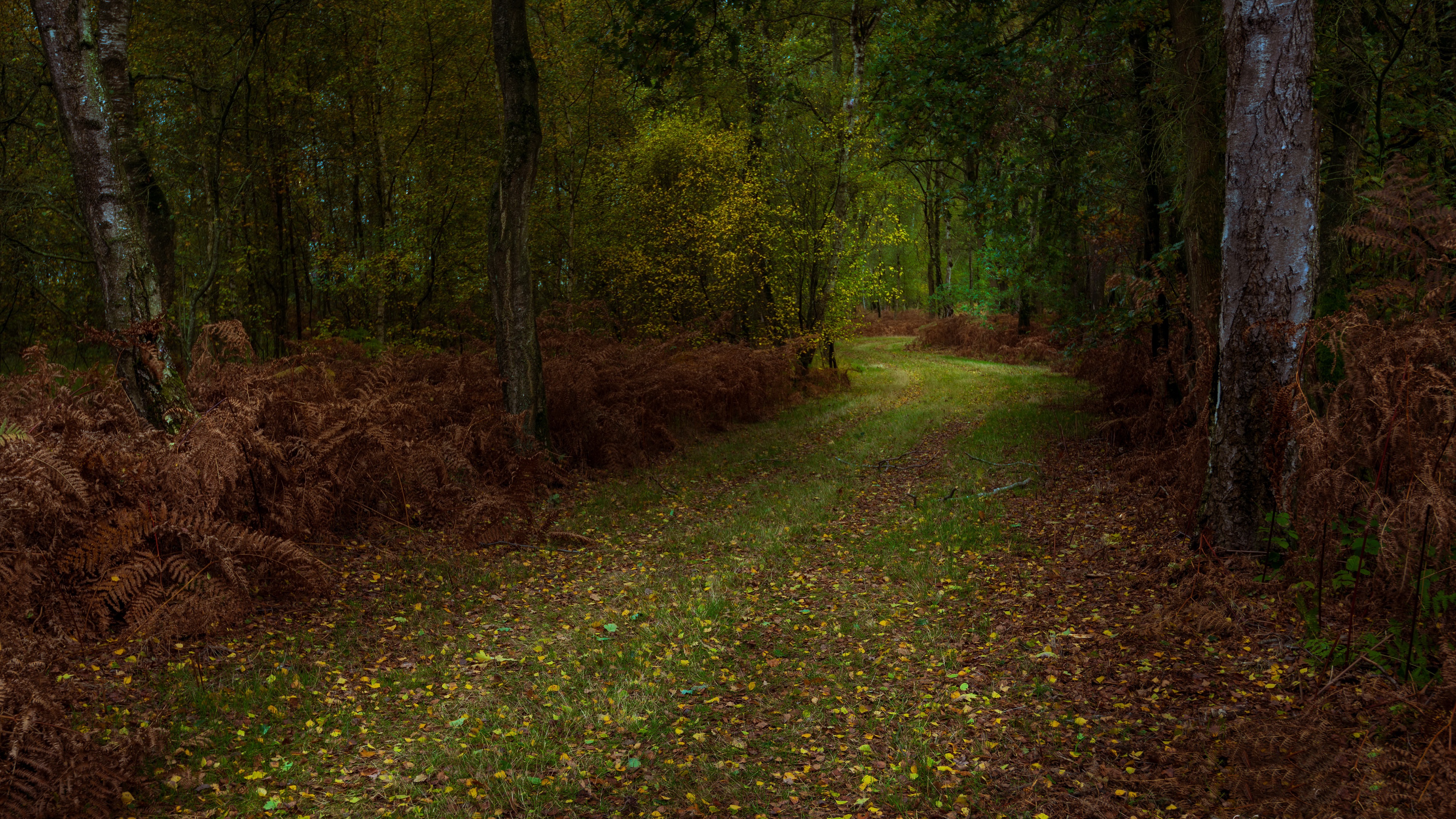 Download mobile wallpaper Nature, Forest, Fall, Path, Man Made for free.