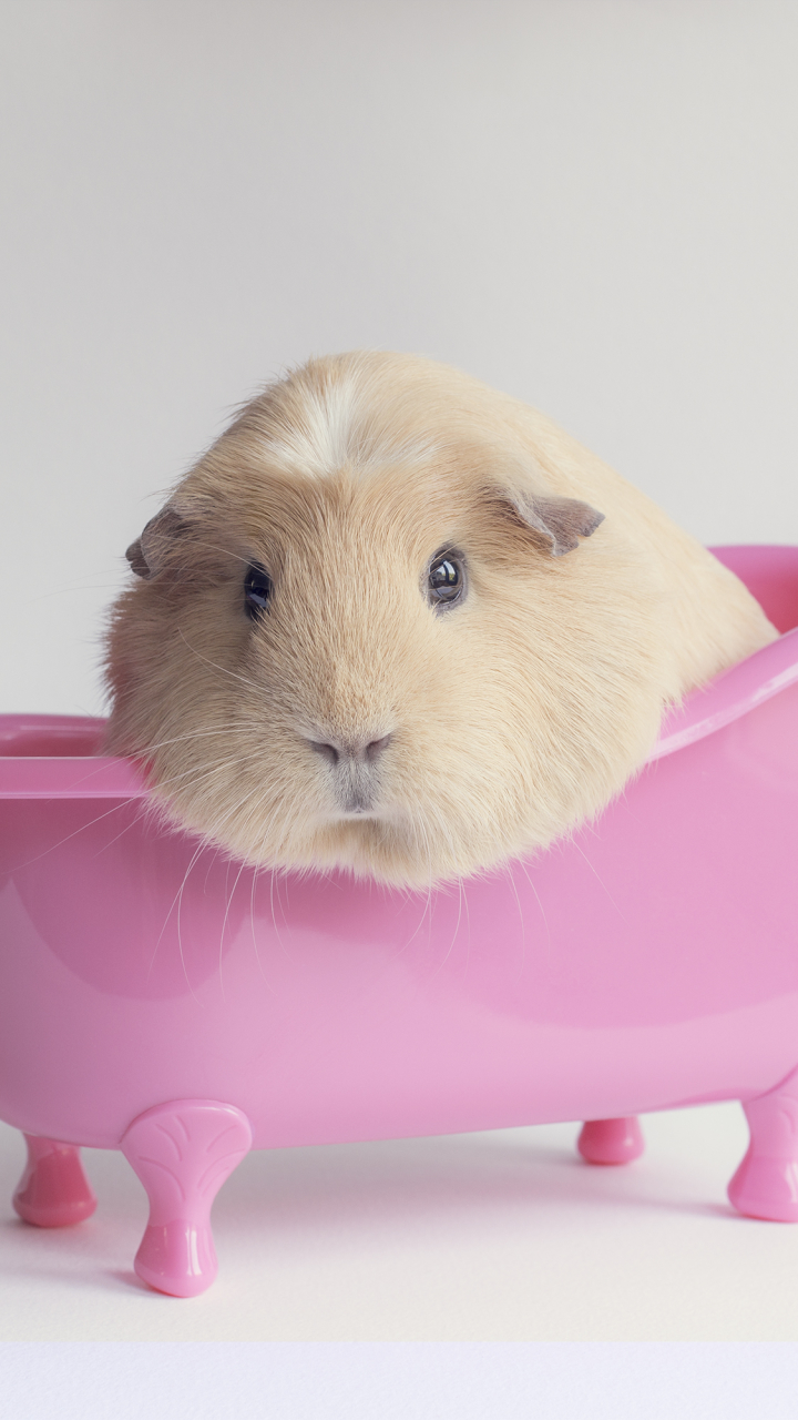 Download mobile wallpaper Animal, Guinea Pig for free.