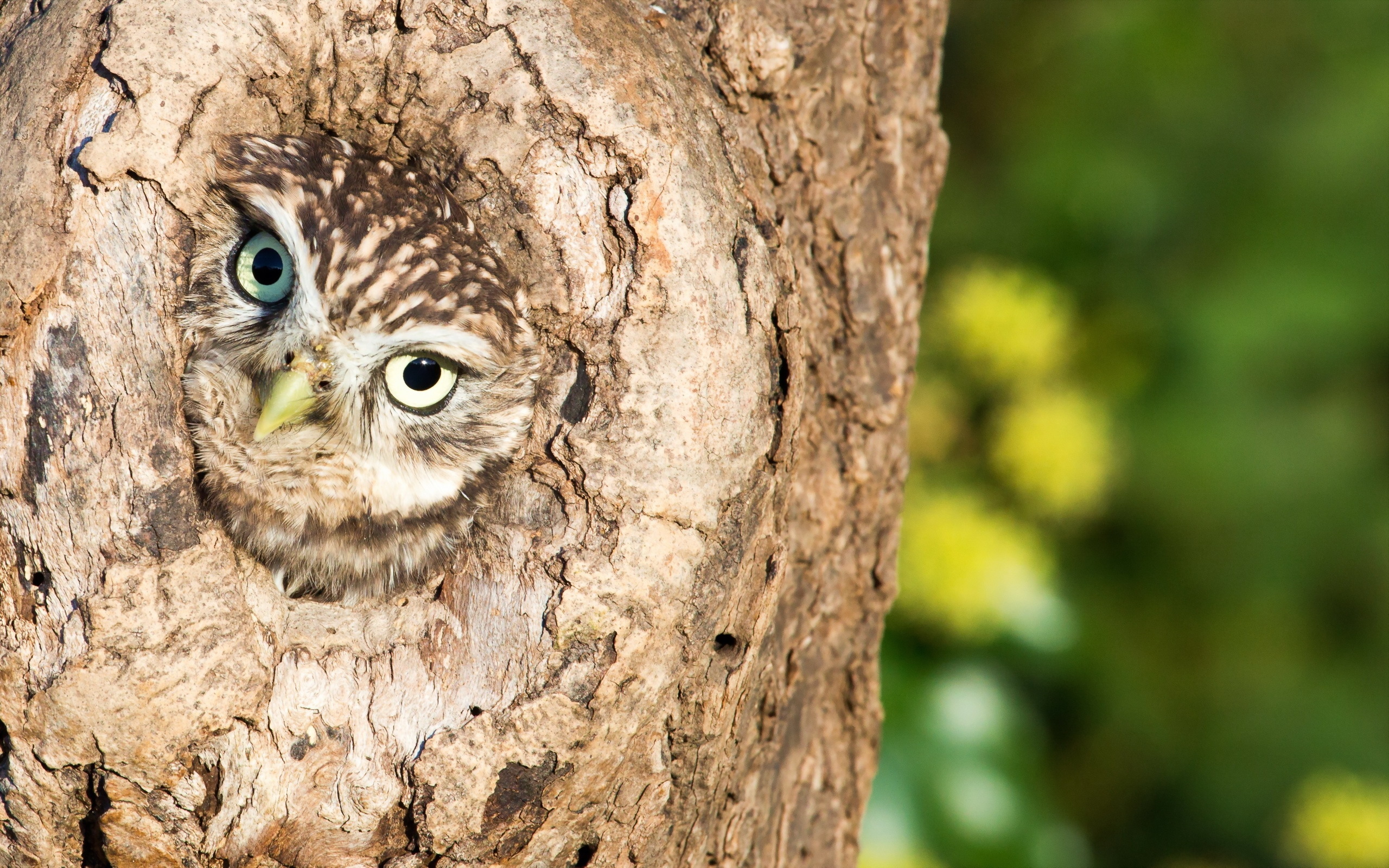 Baixe gratuitamente a imagem Animais, Aves, Coruja na área de trabalho do seu PC