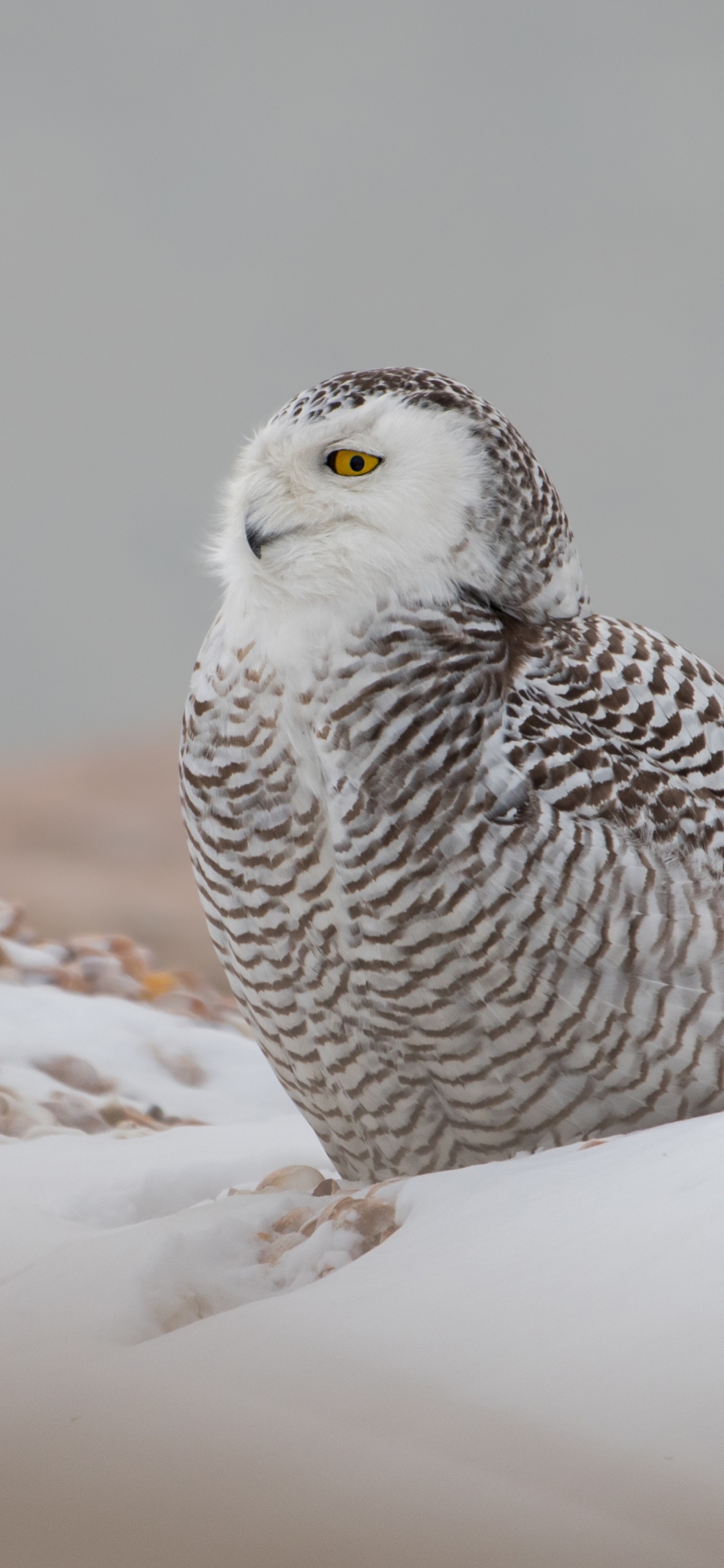 Download mobile wallpaper Winter, Birds, Owl, Bird, Animal, Snowy Owl for free.