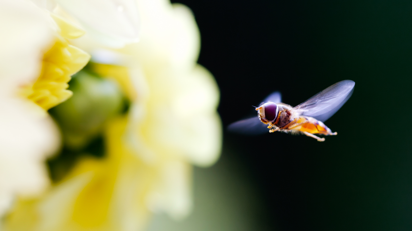 animal, hoverfly