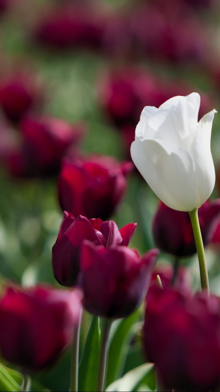 Скачати мобільні шпалери Квітка, Земля, Тюльпан, Біла Квітка, Флауерзи безкоштовно.