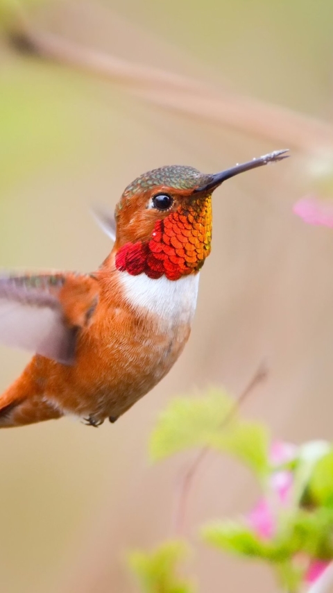 Handy-Wallpaper Tiere, Vögel, Vogel, Kolibri kostenlos herunterladen.