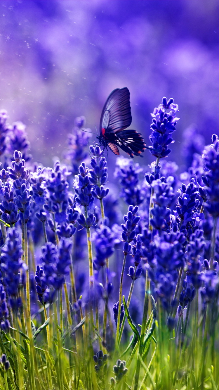 Download mobile wallpaper Flower, Field, Butterfly, Animal, Purple, Spring, Purple Flower for free.