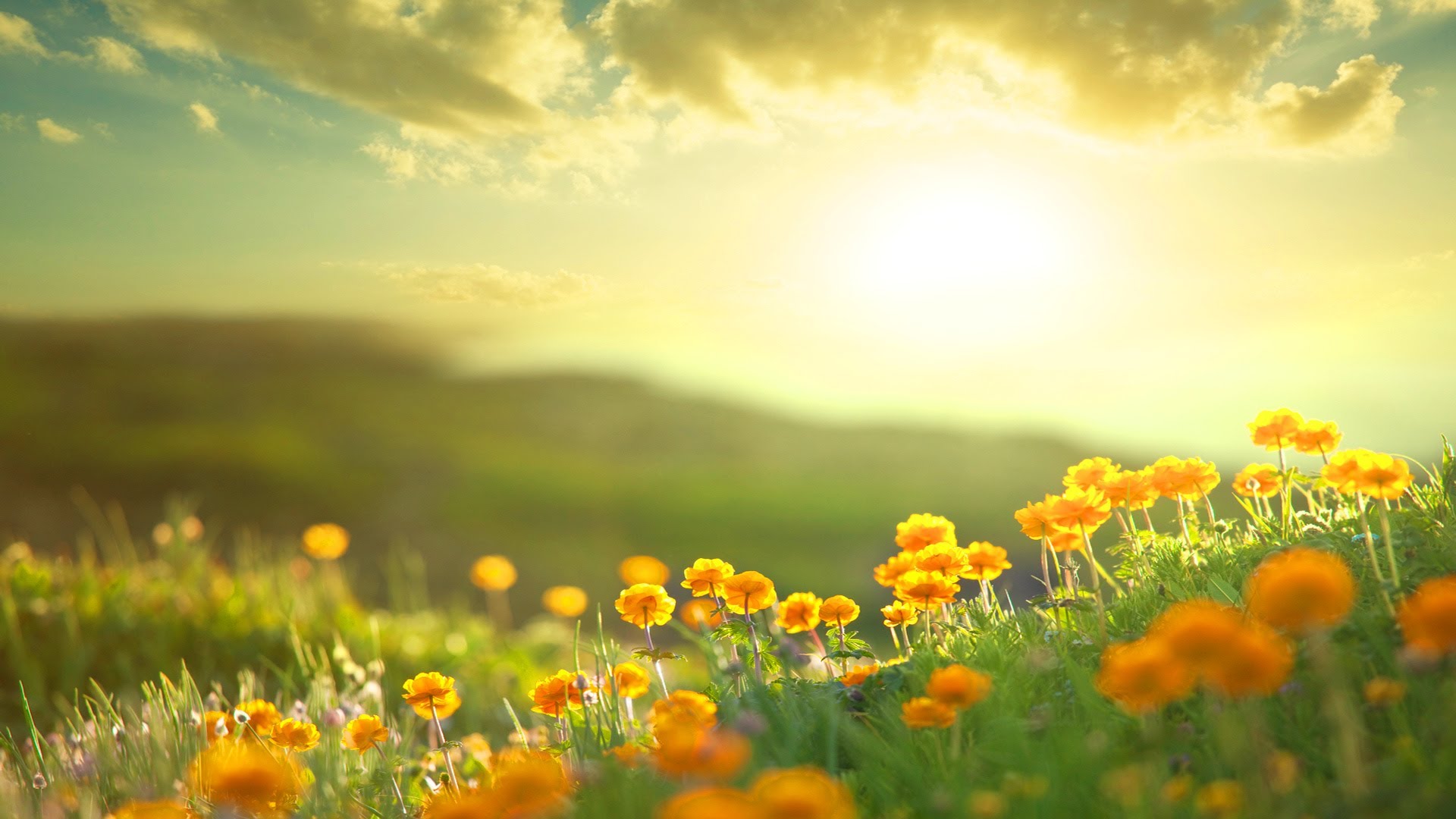 Téléchargez gratuitement l'image Fleurs, Fleur, Champ, Matin, Fleur Jaune, Terre/nature, Ensoleillement sur le bureau de votre PC